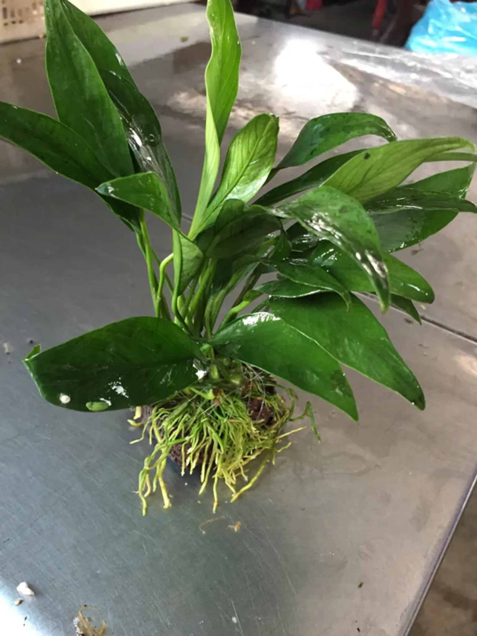 Hardy Anubias Barteri Angustifolia Live Aquarium Plant on Lava Rock