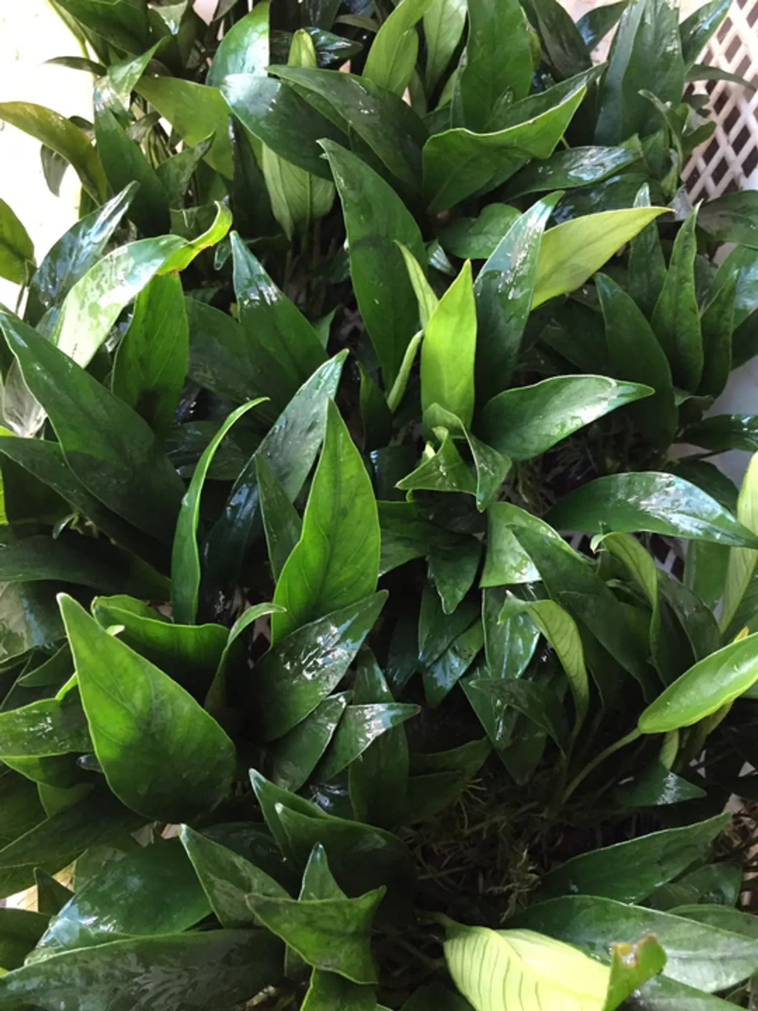 Hardy Anubias Barteri Angustifolia Live Aquarium Plant on Lava Rock