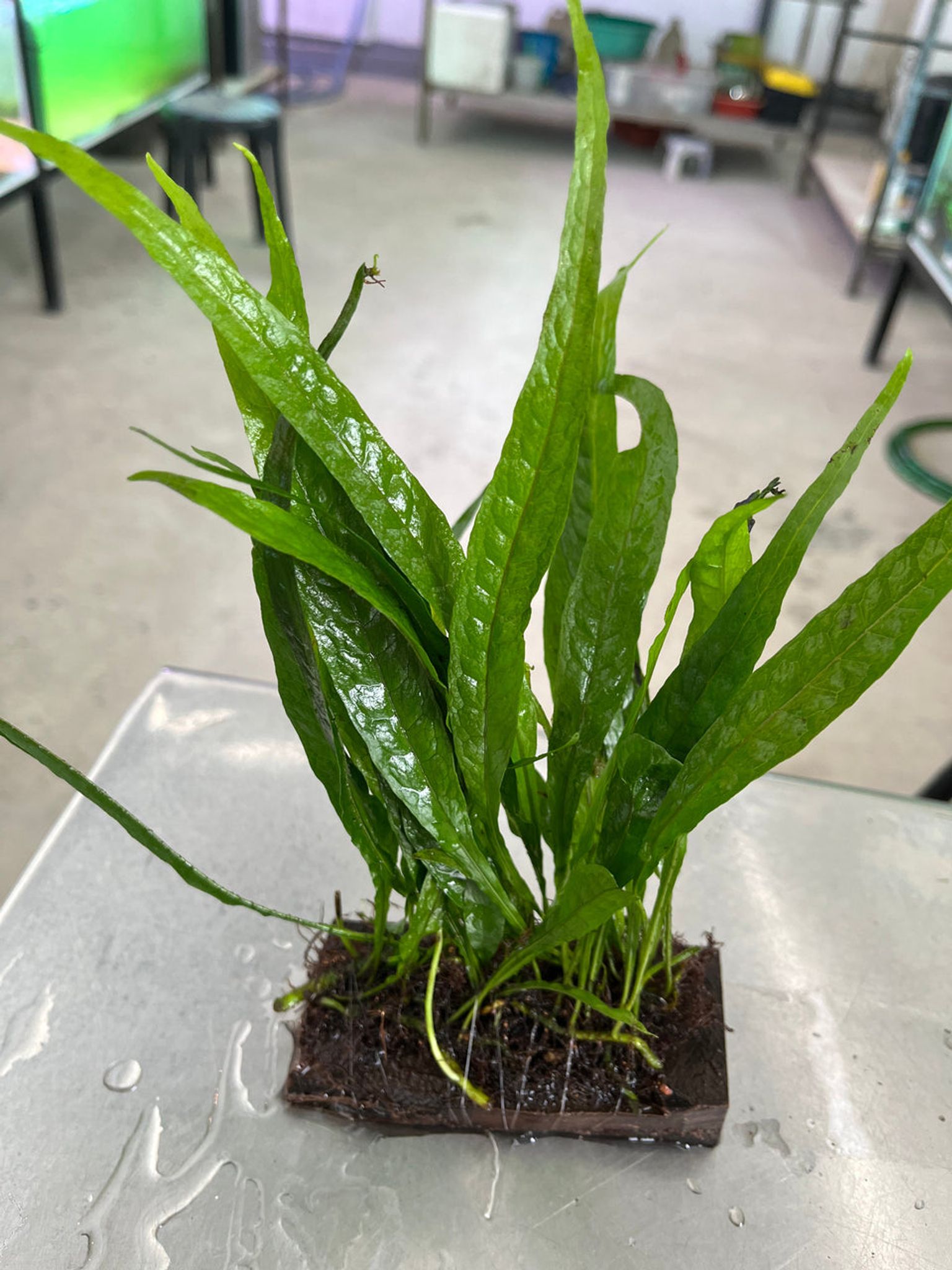 Hardy Java Fern Live Aquatic Plant for Aquarium Background Midground Easy Care