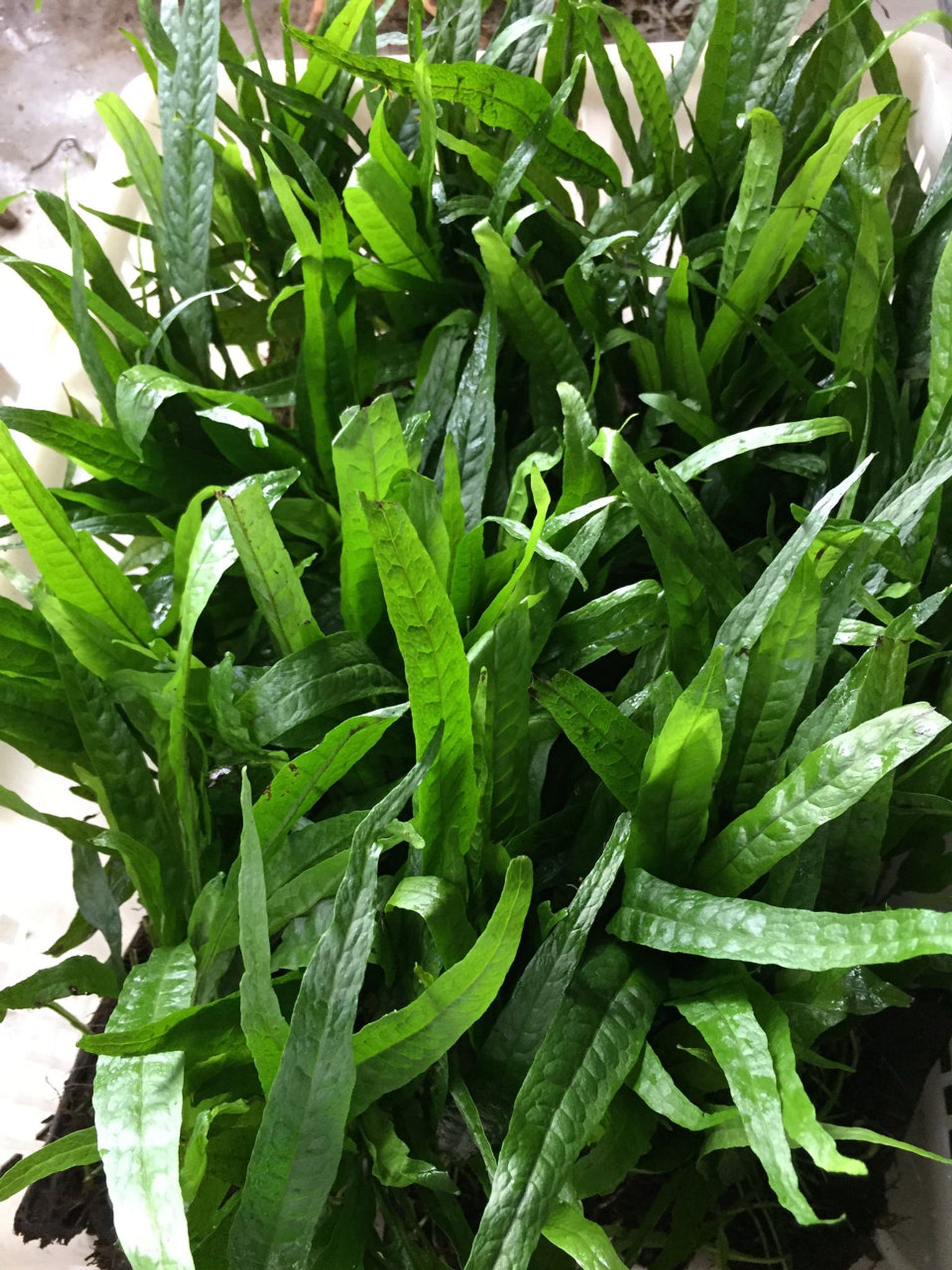 Hardy Java Fern Live Aquatic Plant for Aquarium Background Midground Easy Care