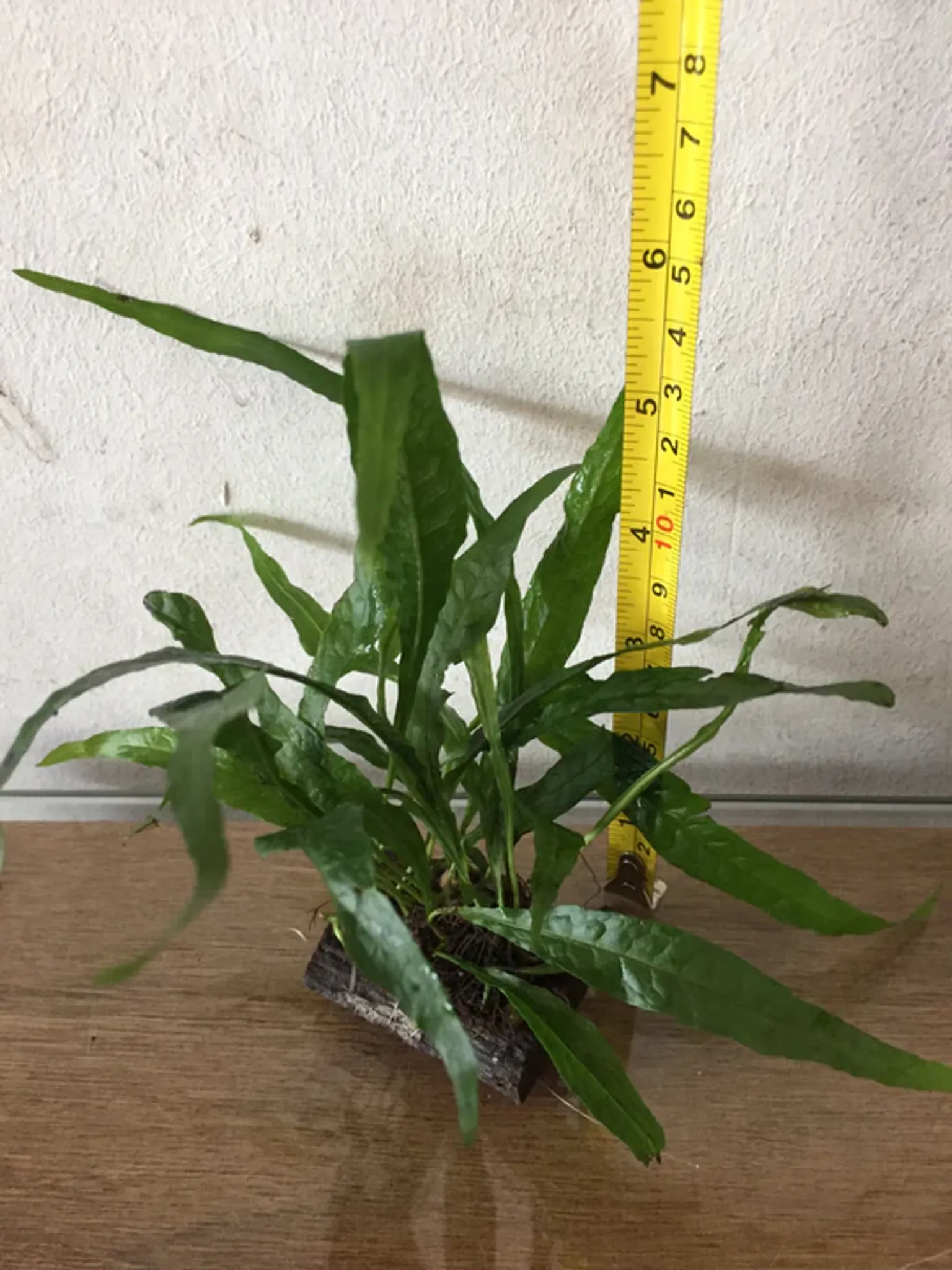 Hardy Java Fern on Mini Wood/Rock: Easy Aquarium Plant Decor