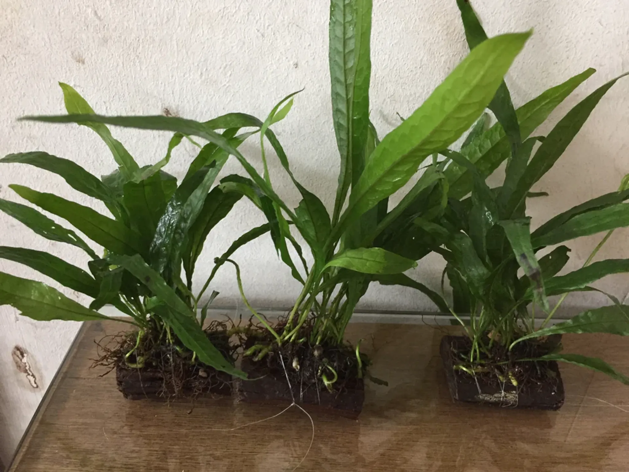 Hardy Java Fern on Mini Wood/Rock: Easy Aquarium Plant Decor