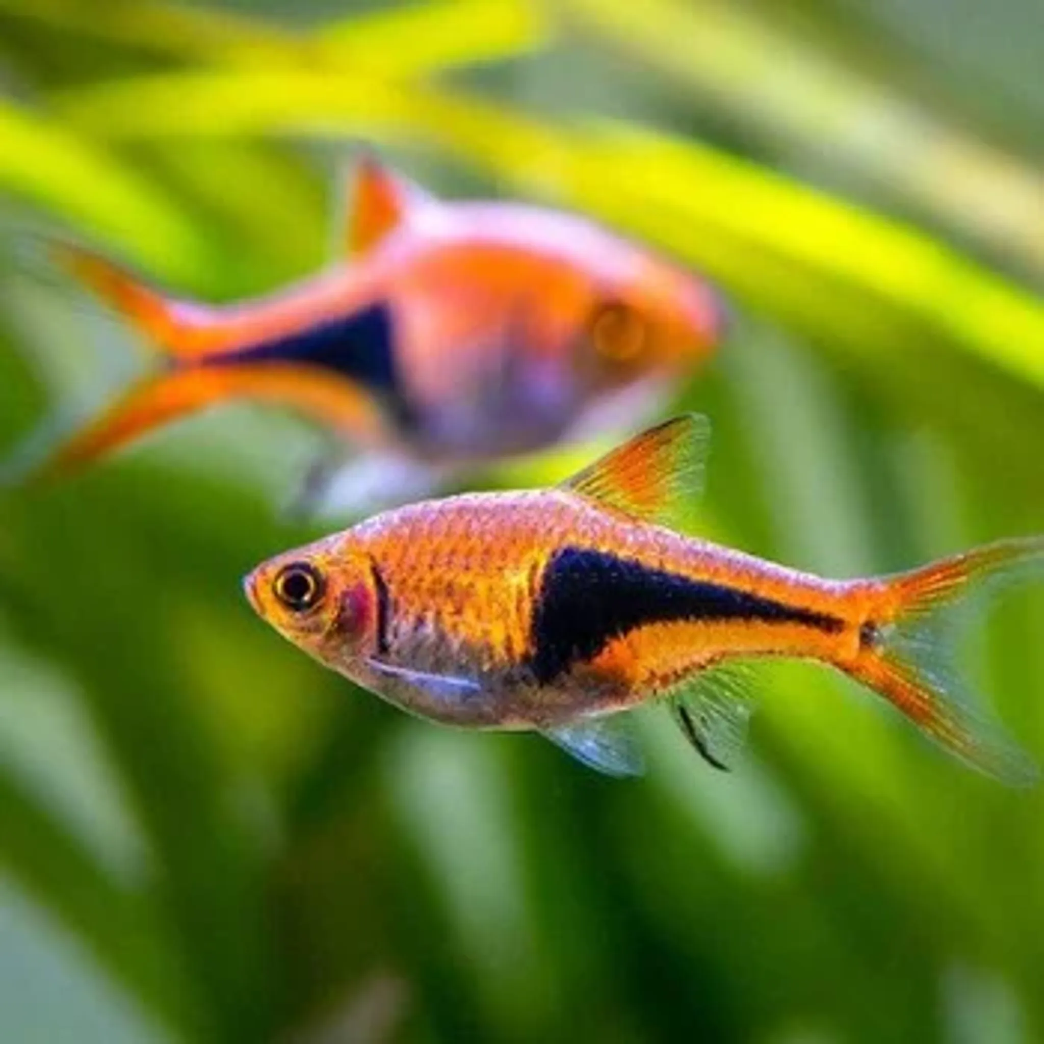 Harlequin Rasbora 3cm