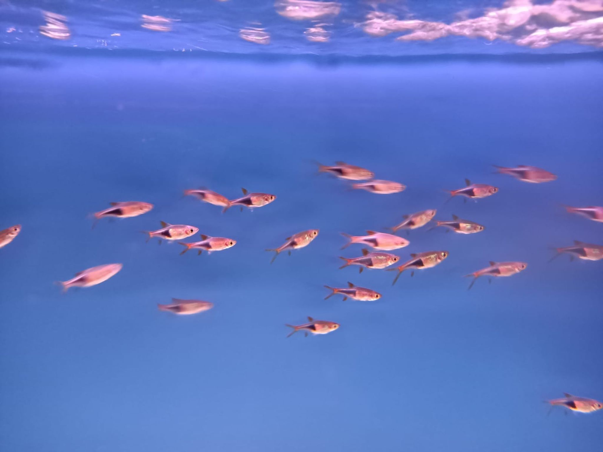 Harlequin Rasbora