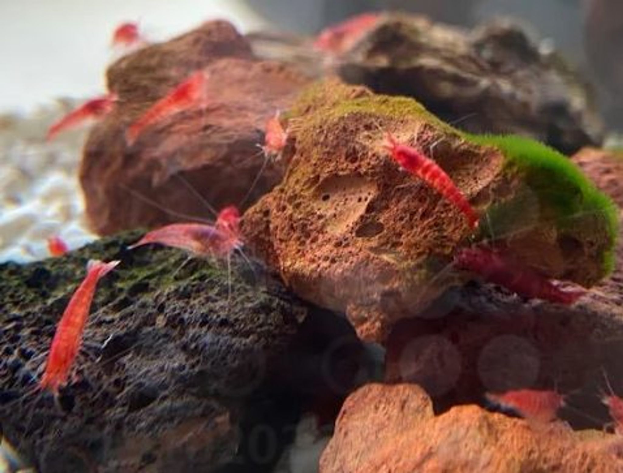Hawaiian Opae Ula Volcano Shrimp