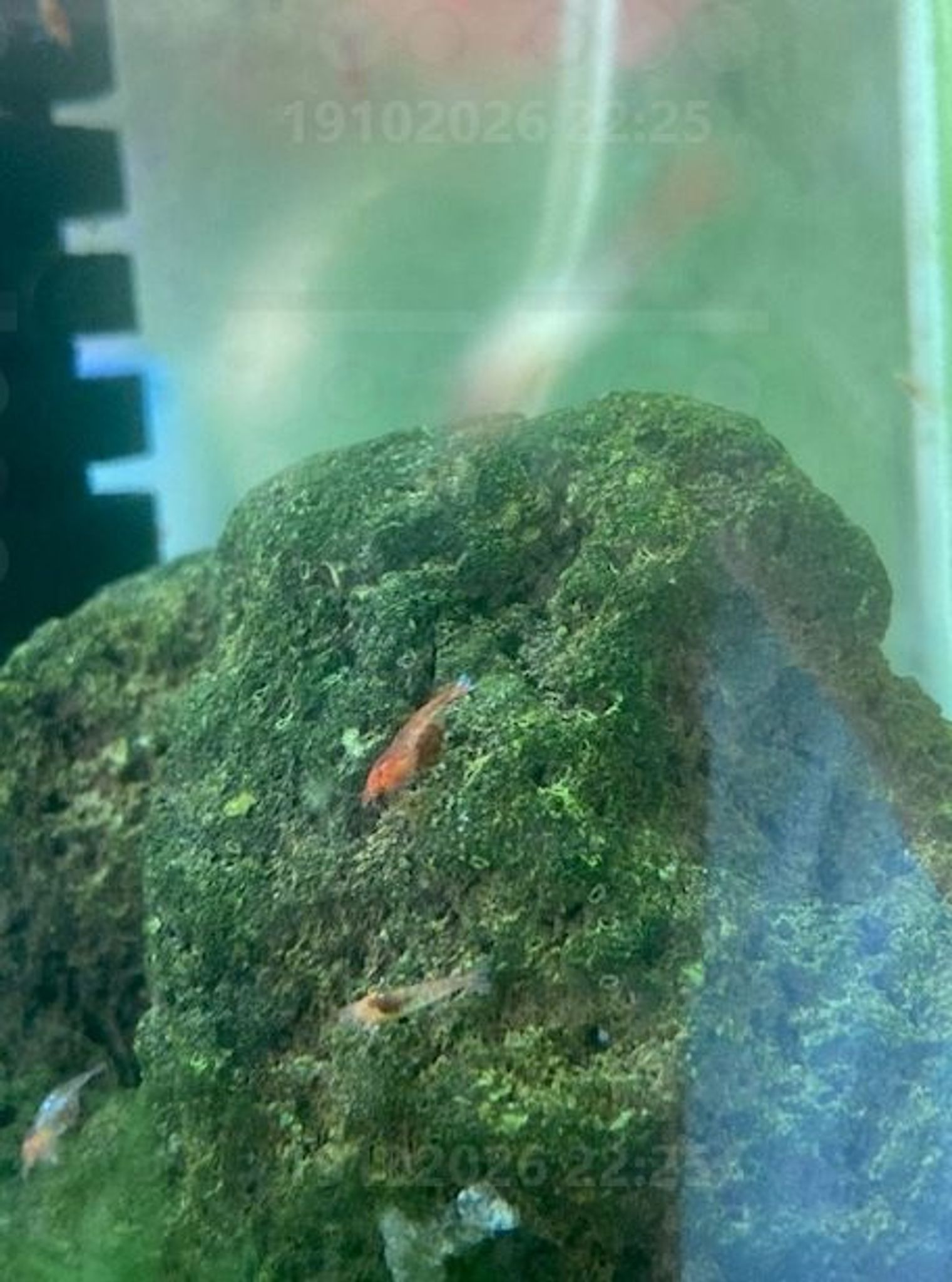 Hawaiian Opae Ula Volcano Shrimp
