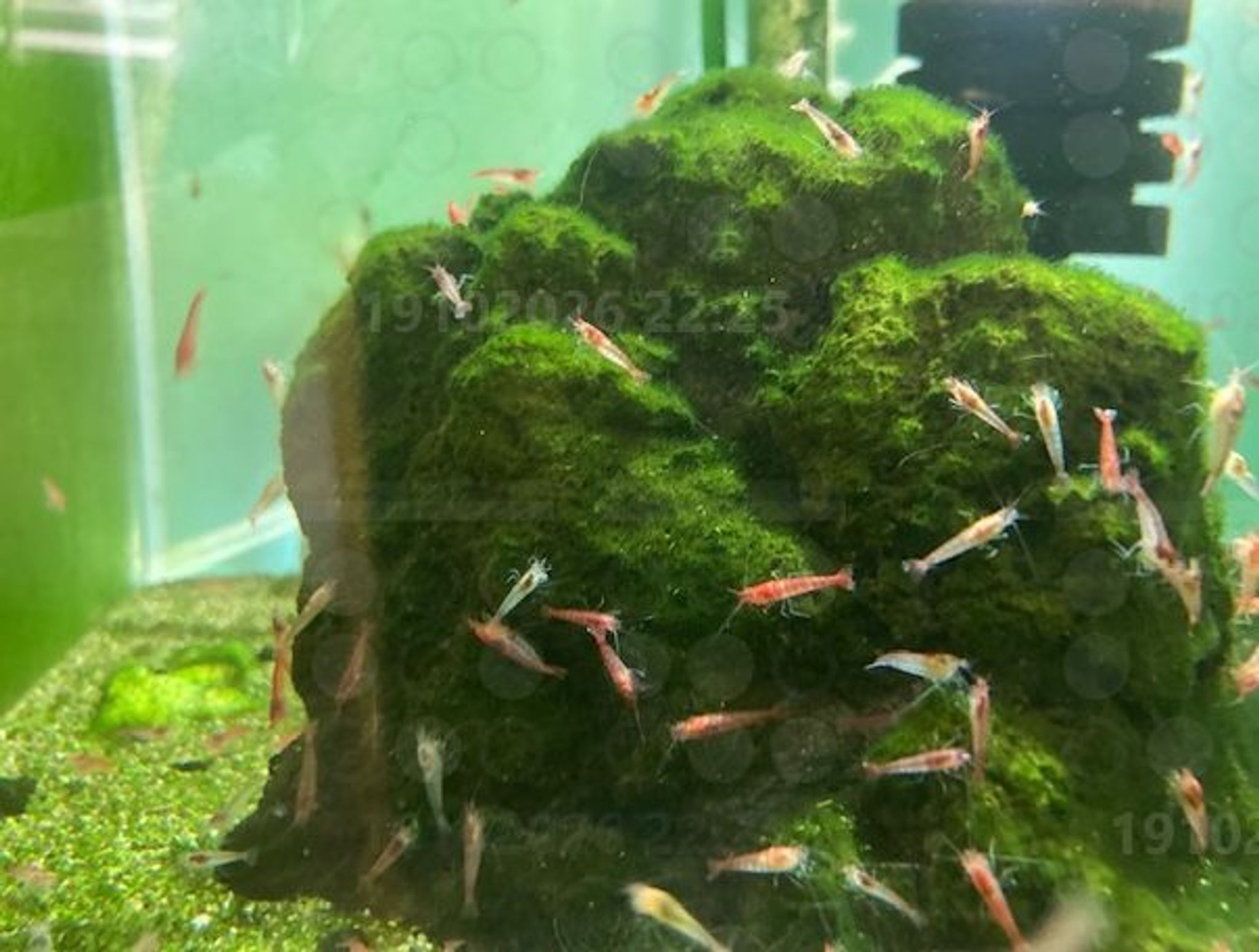 Hawaiian Opae Ula Volcano Shrimp