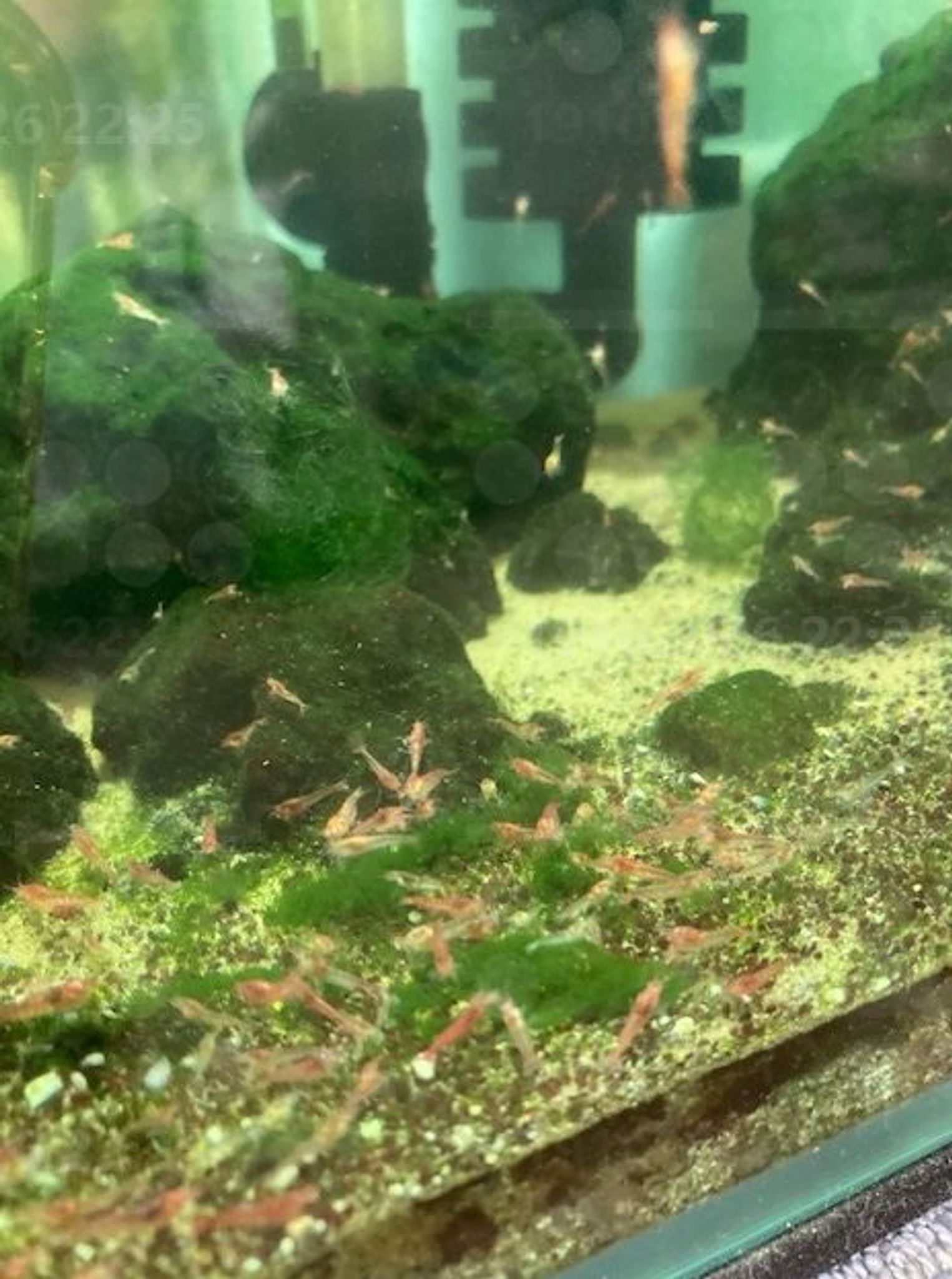 Hawaiian Opae Ula Volcano Shrimp