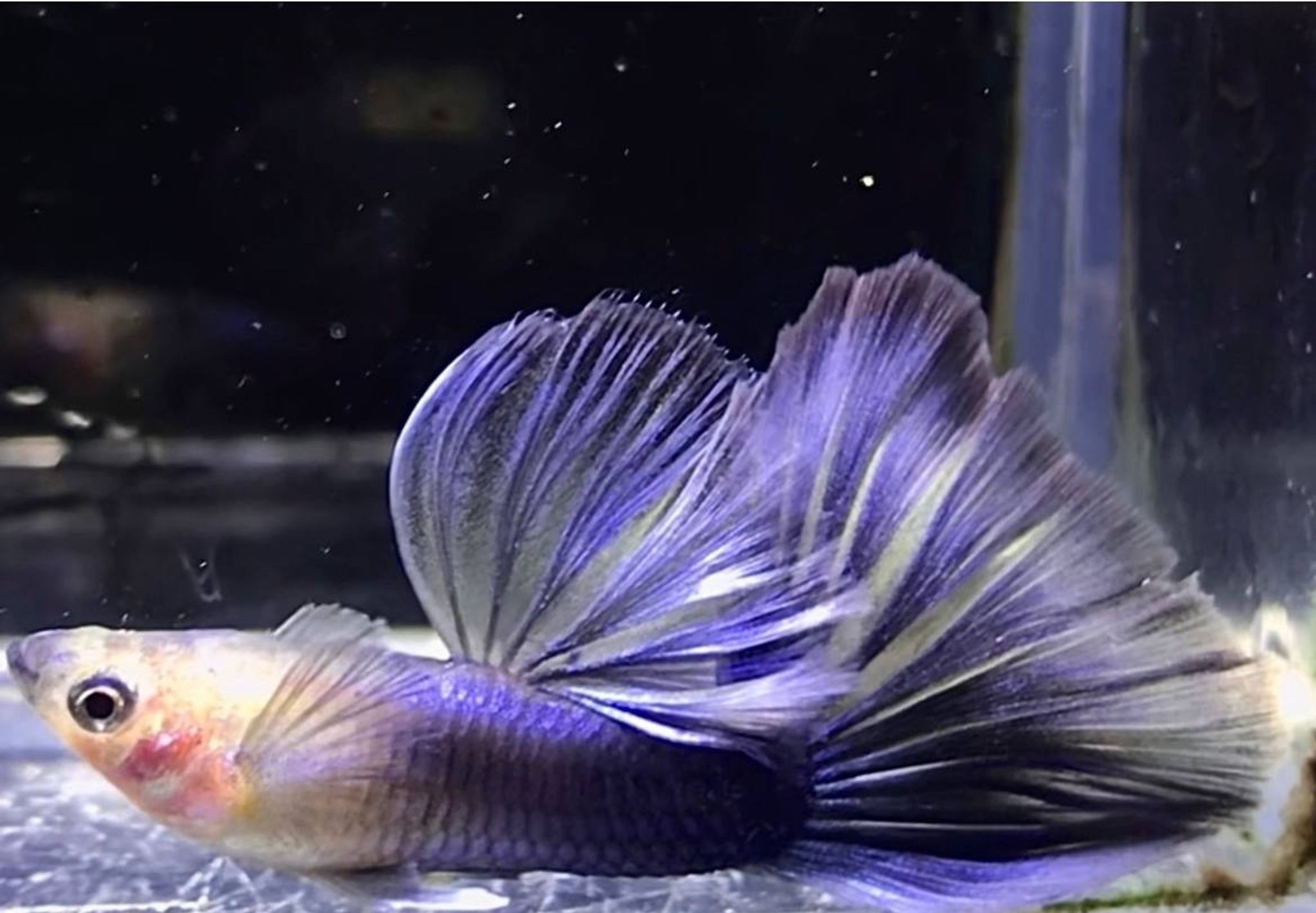 Hb Purple