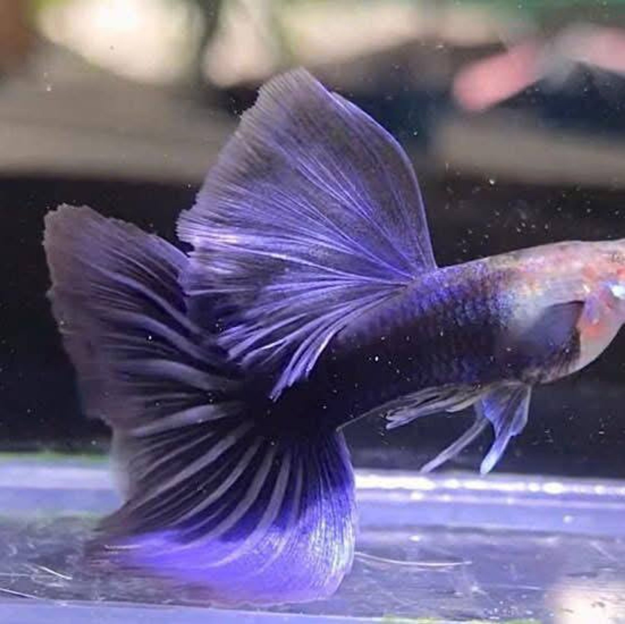 Hb Purple