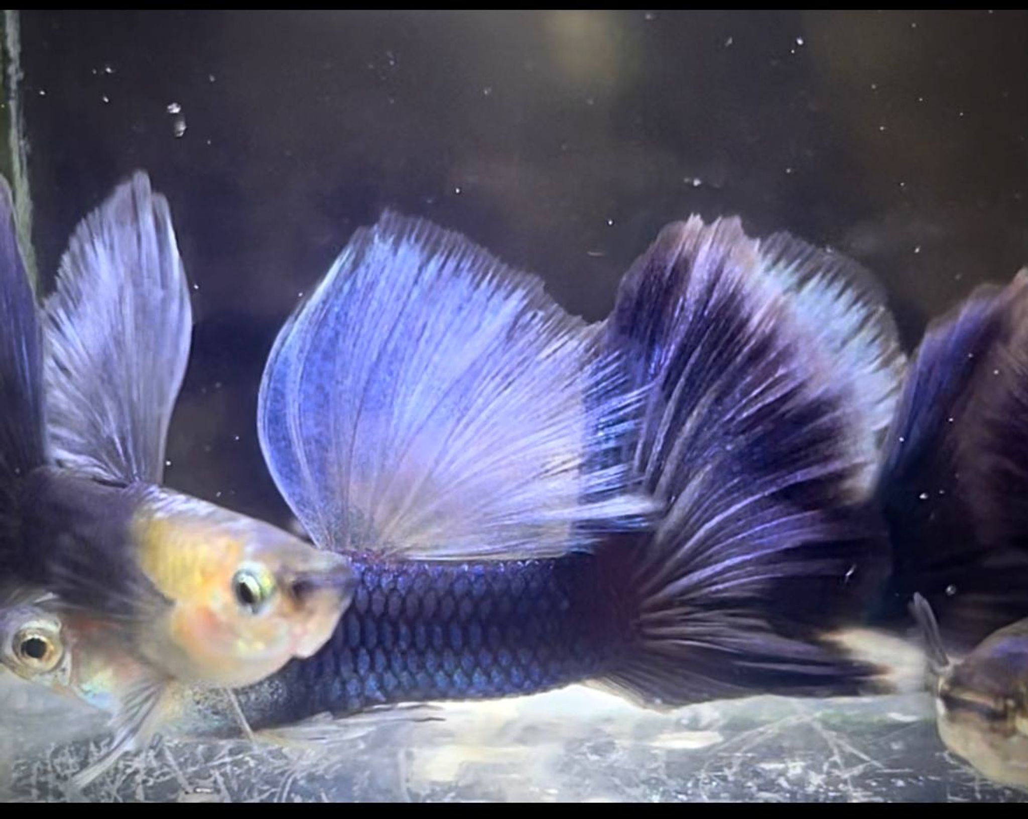 Hb Purple