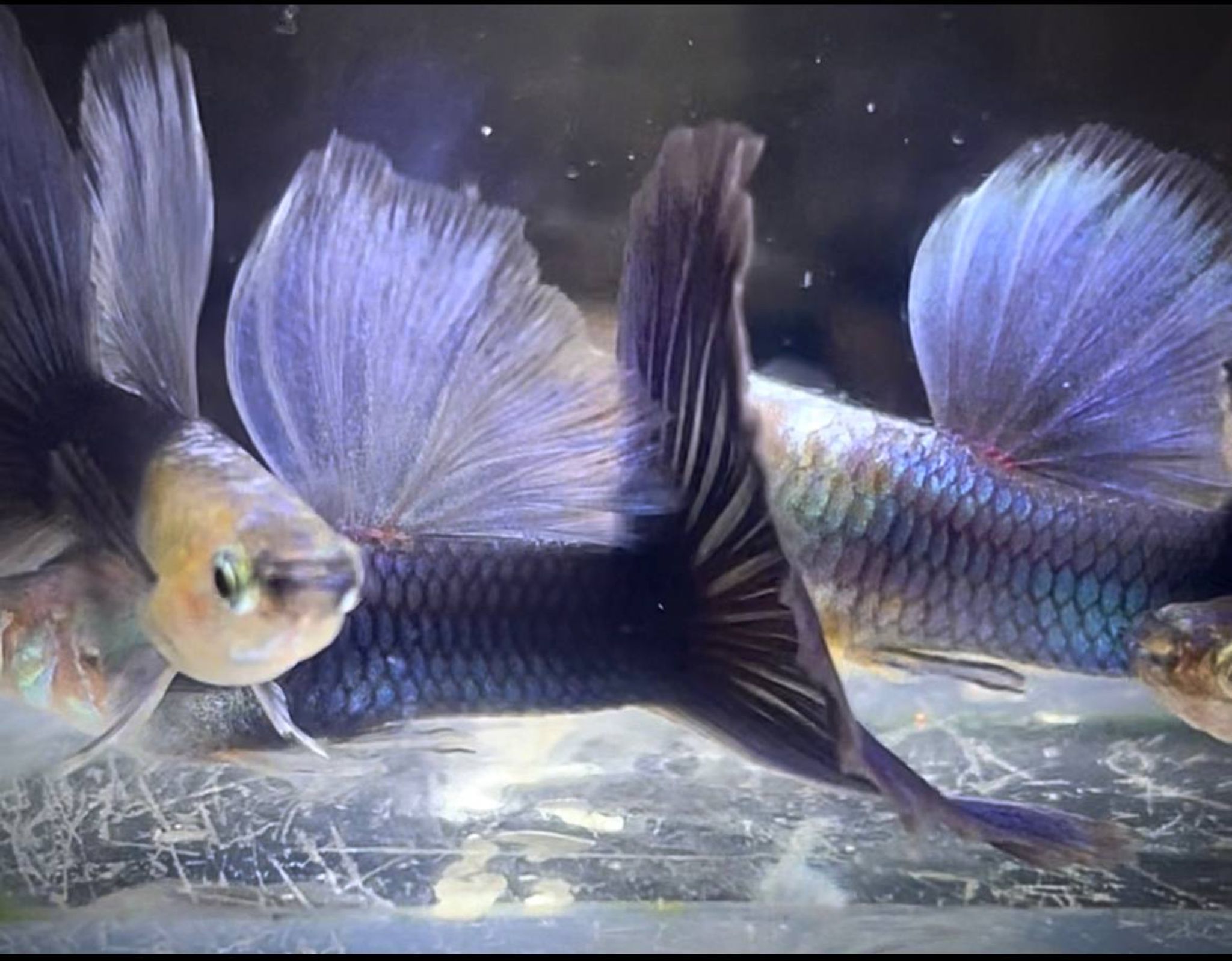 Hb Purple