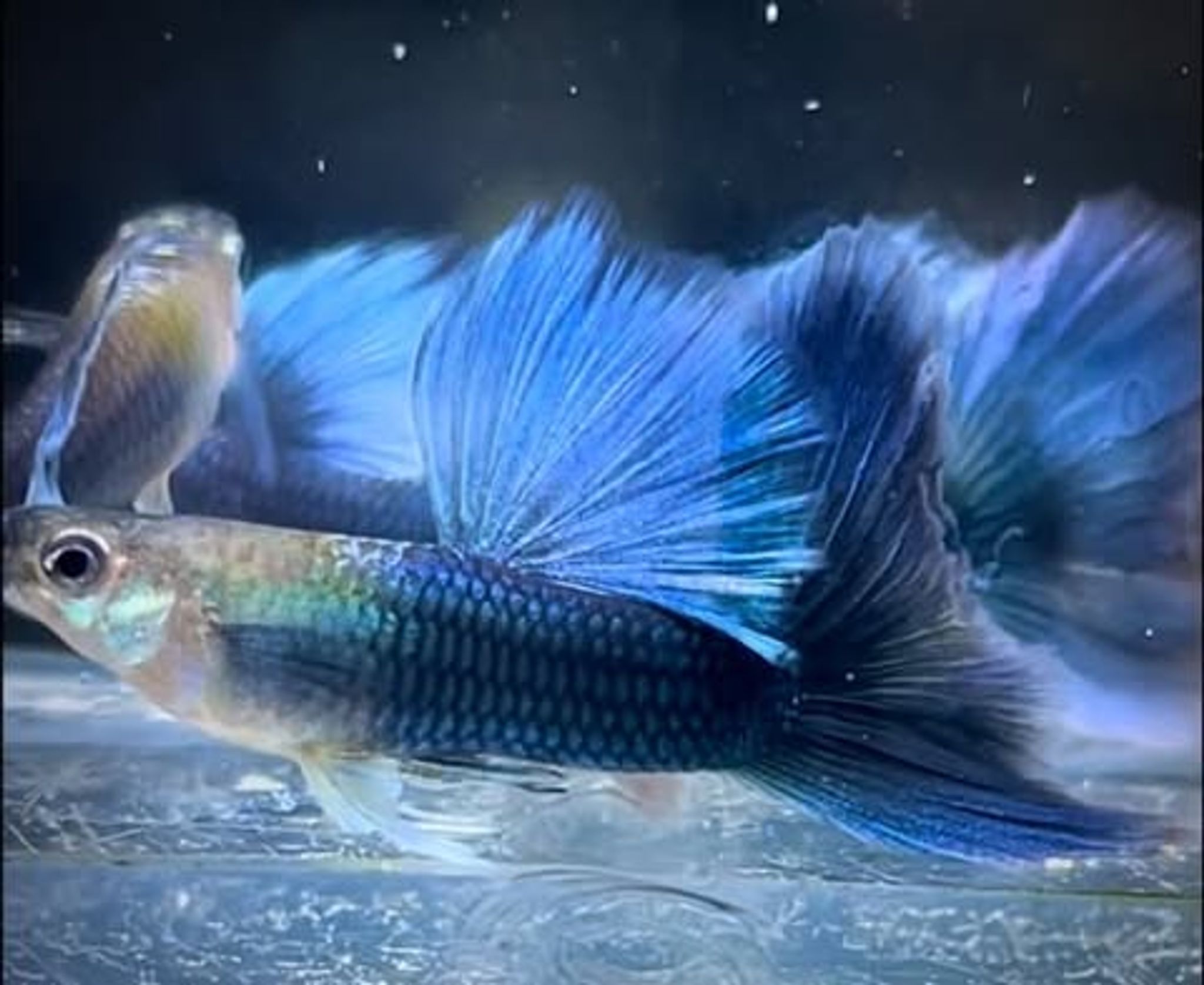 Hb Blue