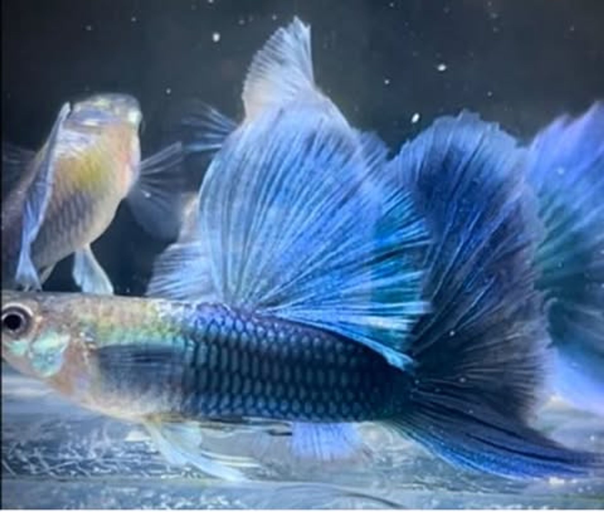 Hb Blue