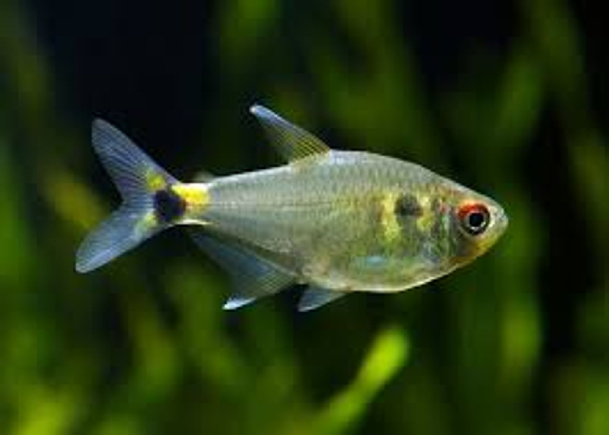 Head & Tail Light Tetra