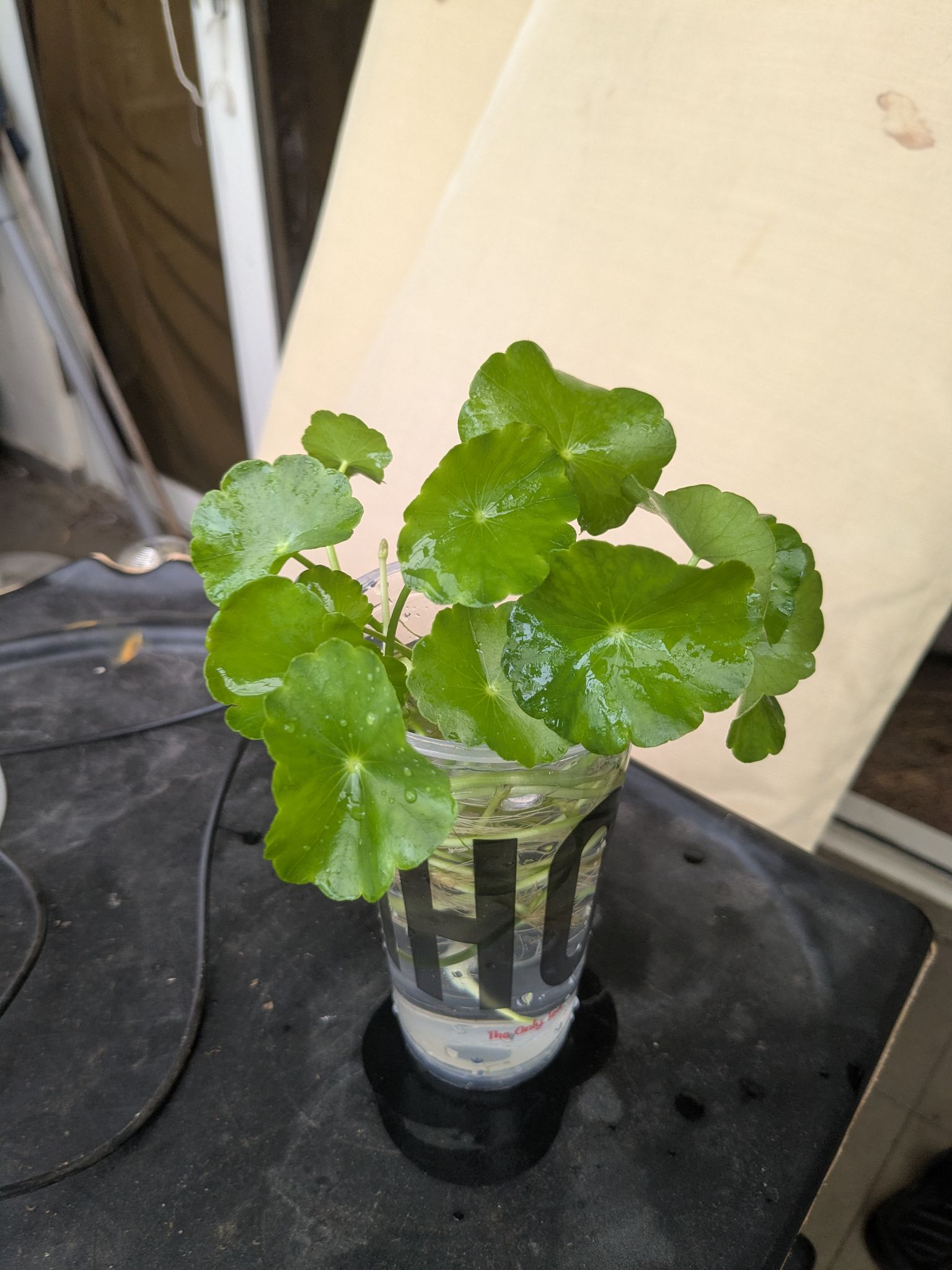 Healthy Pennyworts