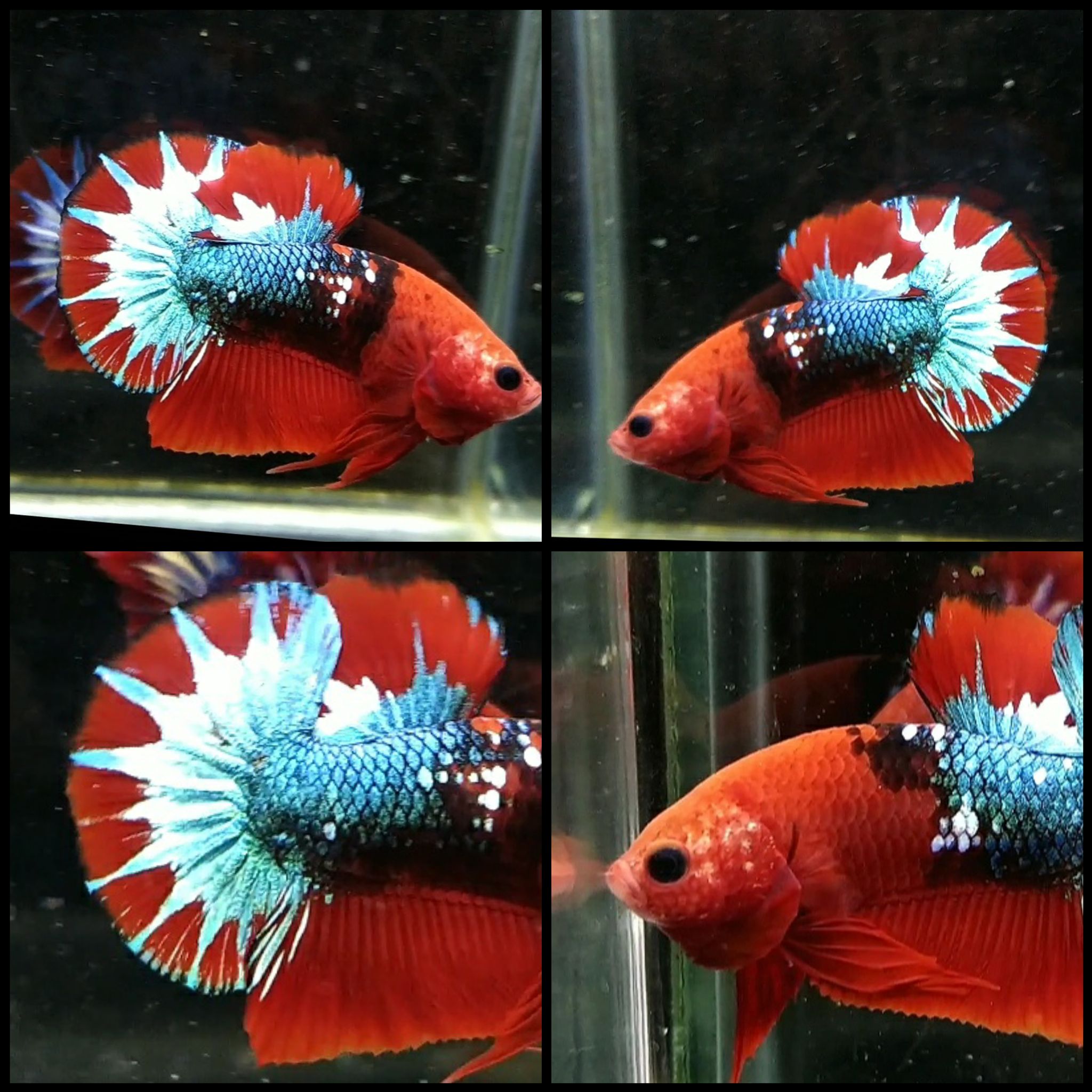 Hellboy Startail