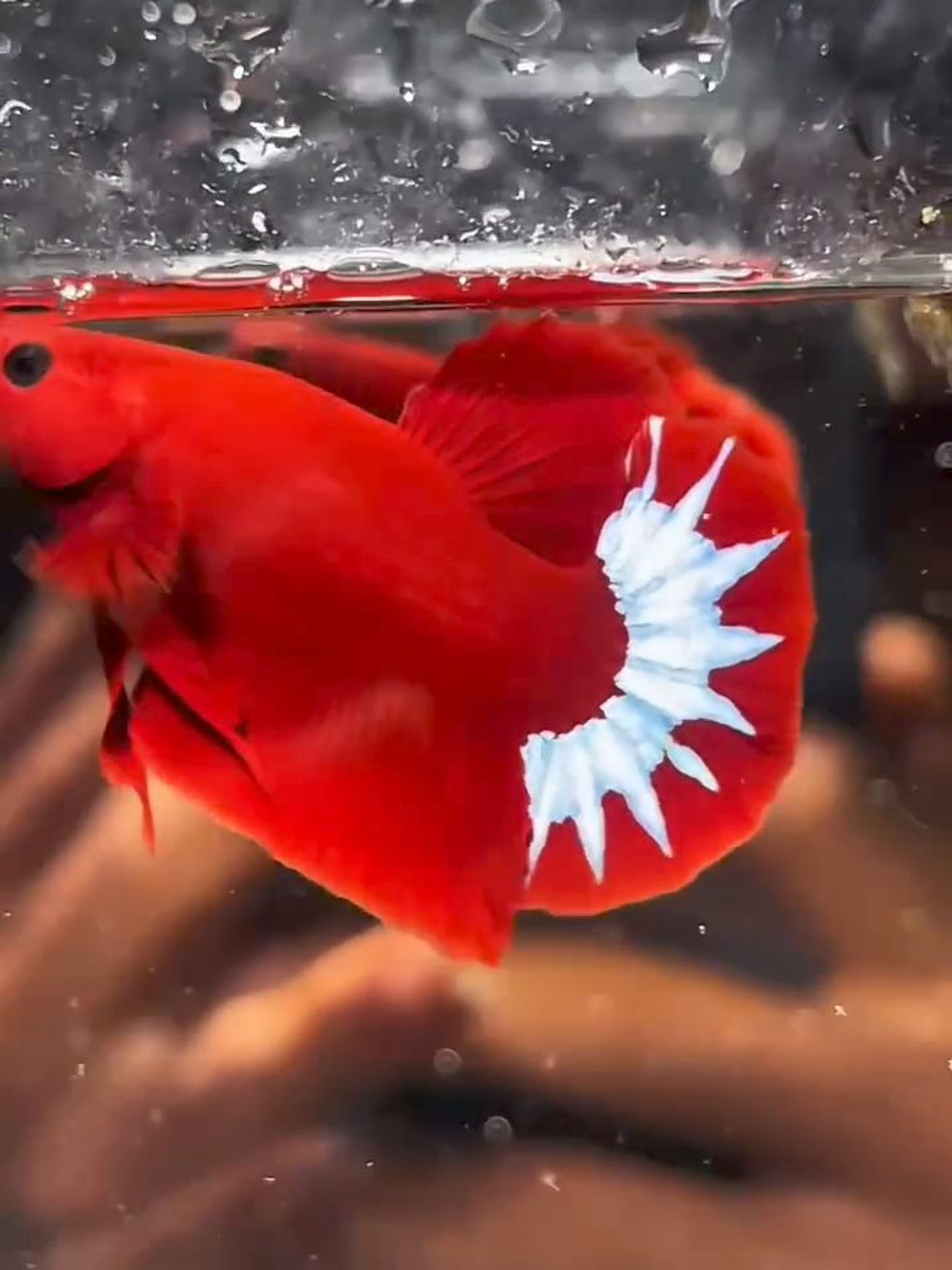 Hellboy Startail