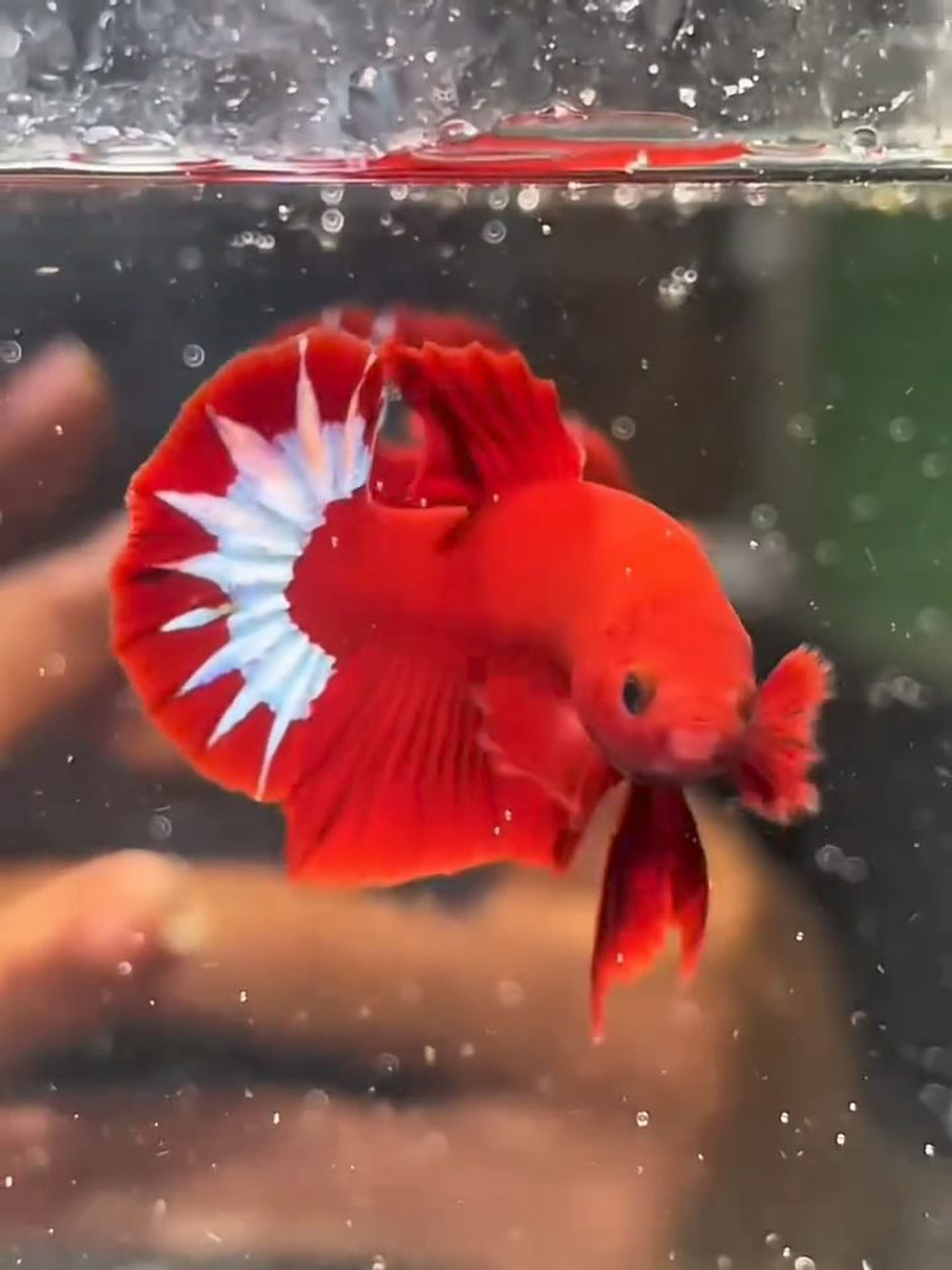 Hellboy Startail