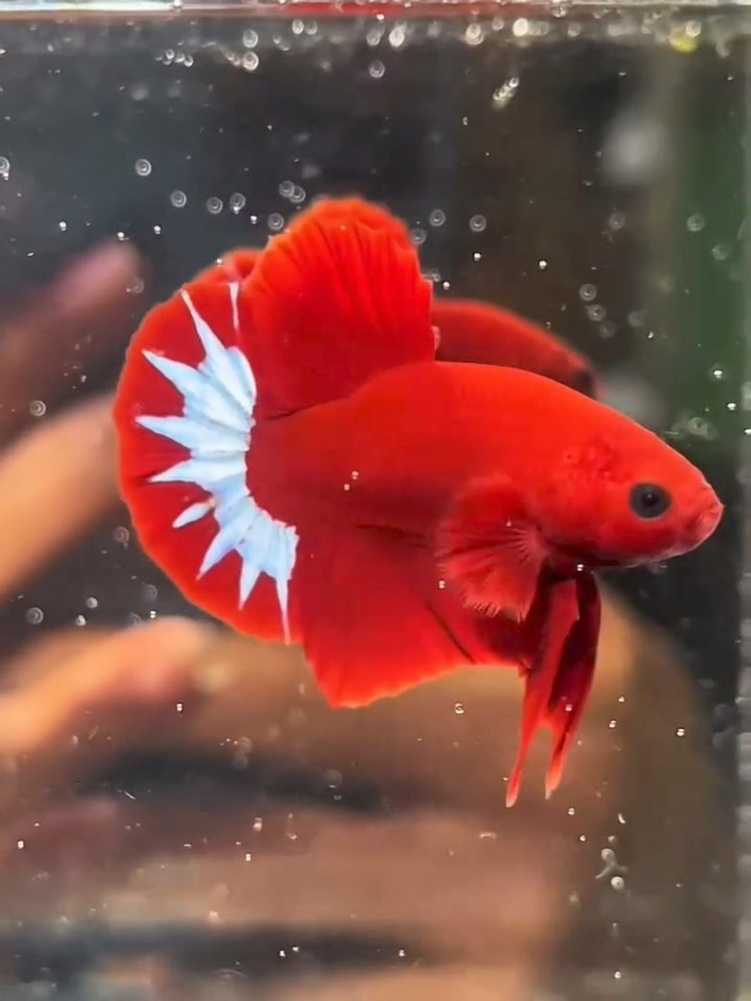 Hellboy Startail