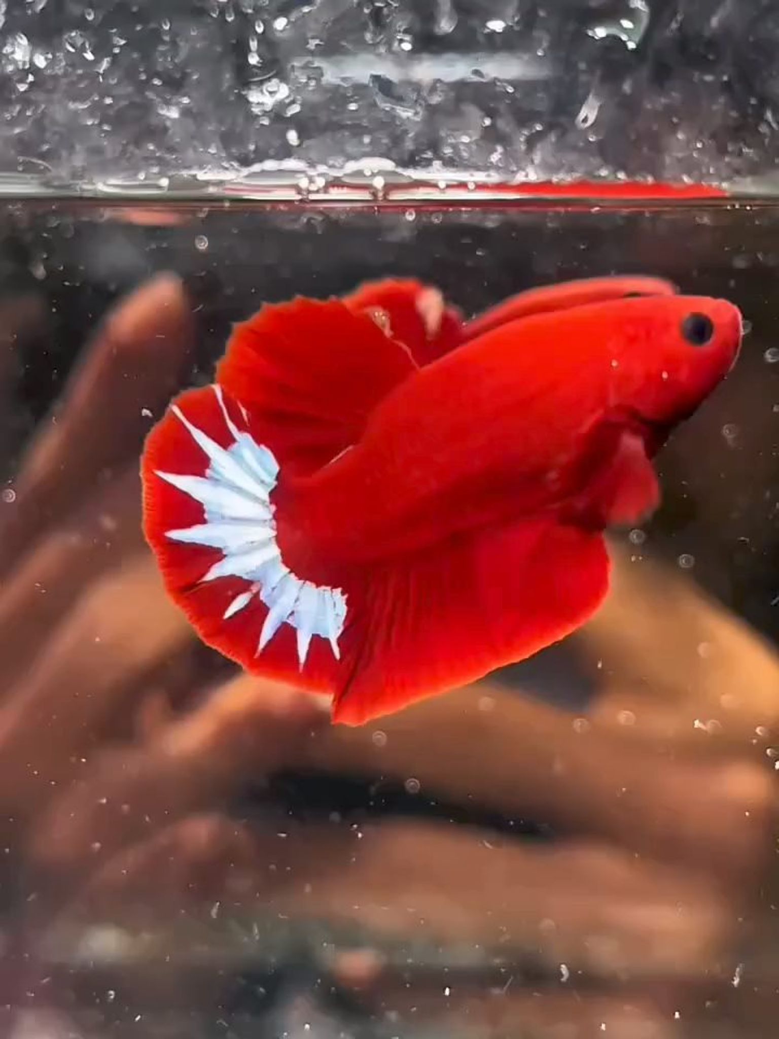 Hellboy Startail