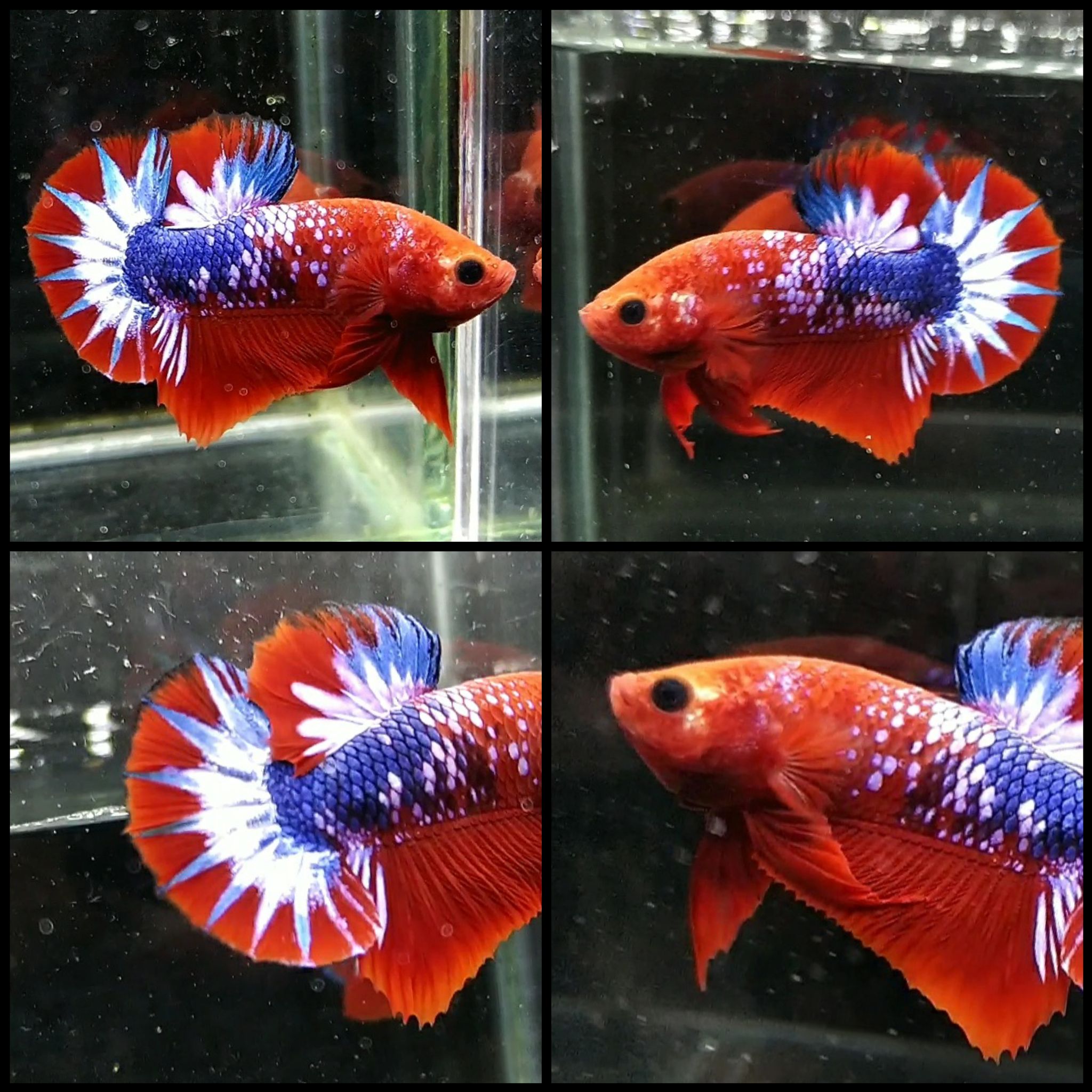 Hellboy startail