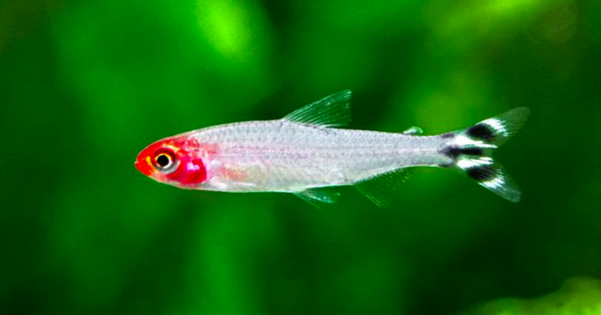 Rummy Nose Tetra