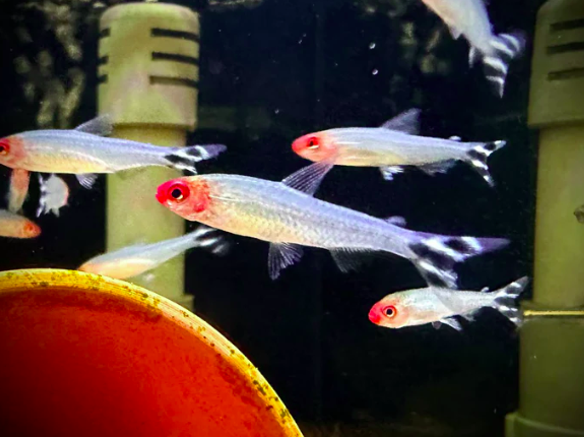 Rummy Nose Tetra
