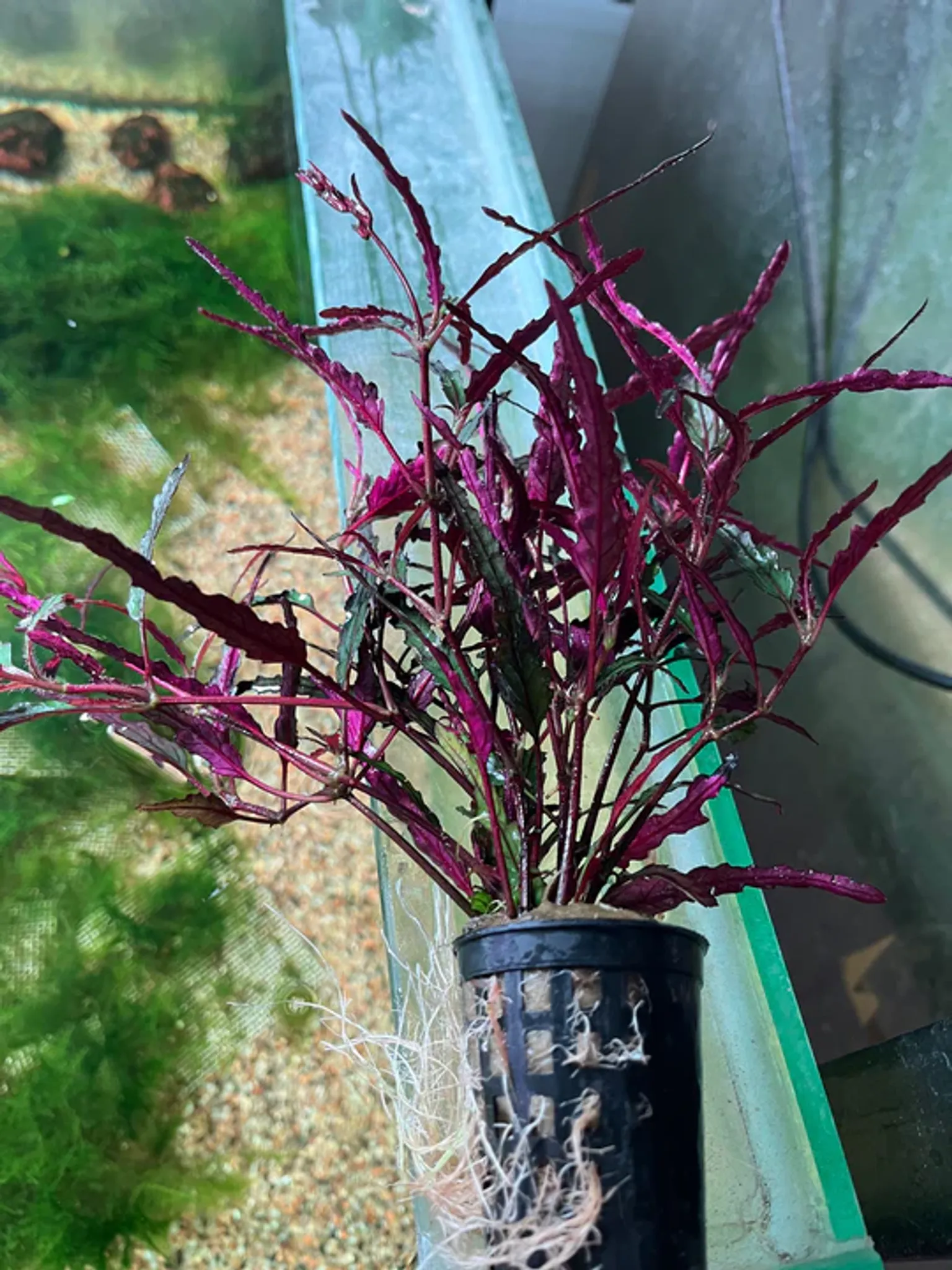 Hemigraphis Repanda: Vibrant Purple Waffle Aquatic Plant for Aquariums & Terrariums