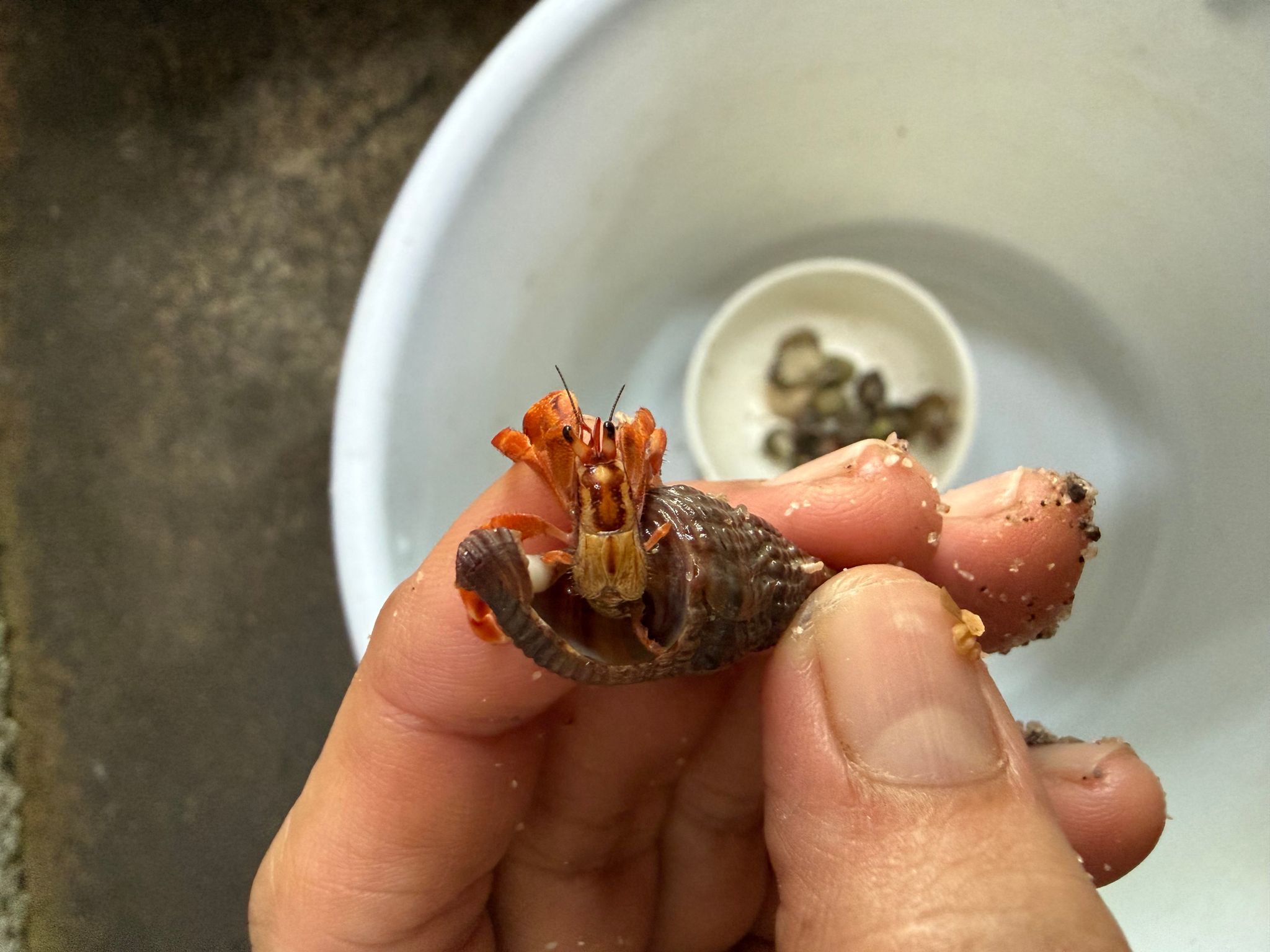 Hermit Crab (mini sizes)