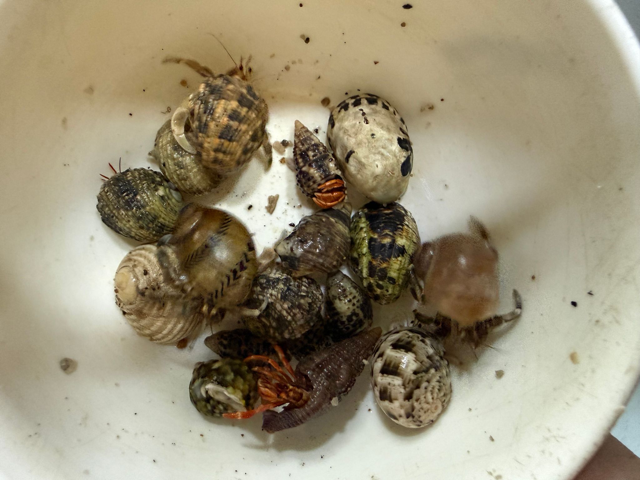 Hermit Crab (mini sizes)
