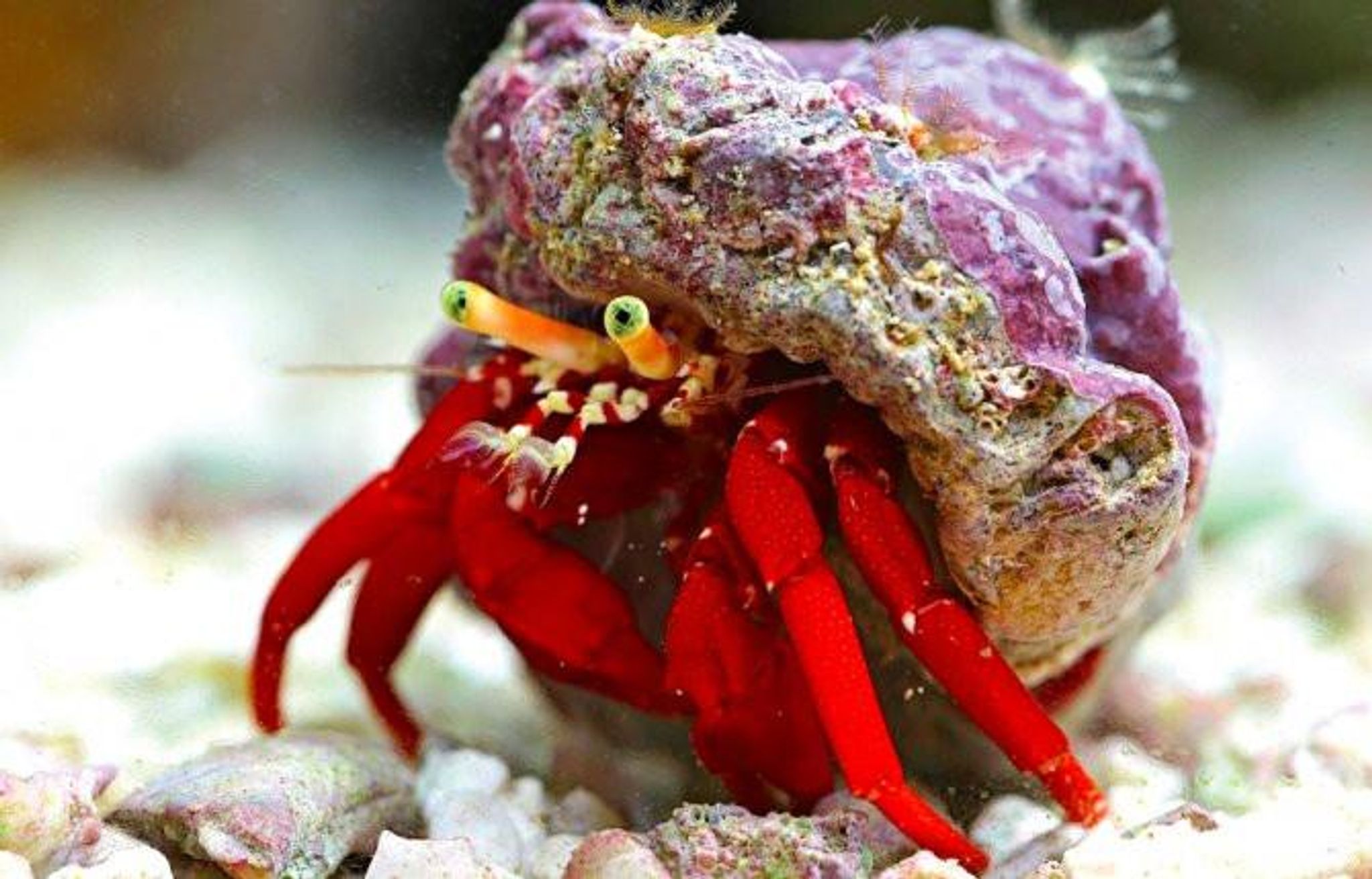 Hermit Crab