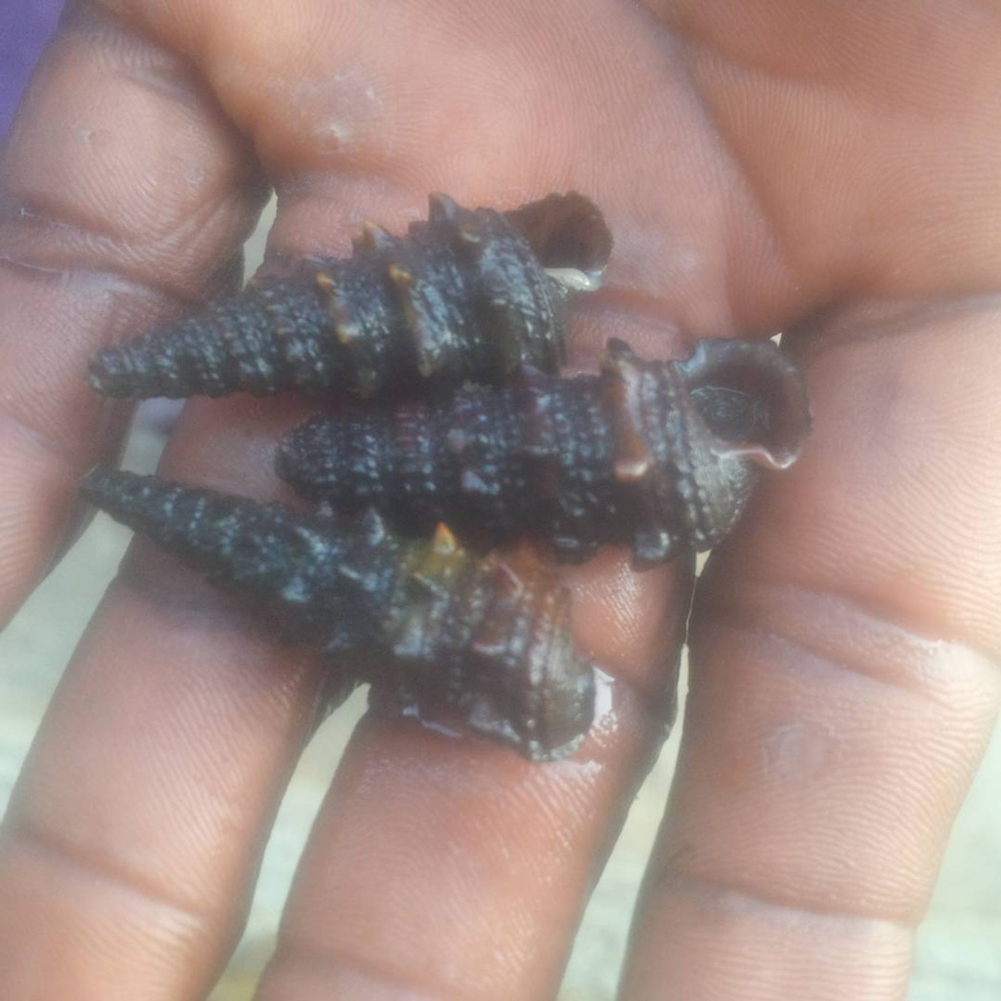 Hermit crab (Clibanarius africanus)