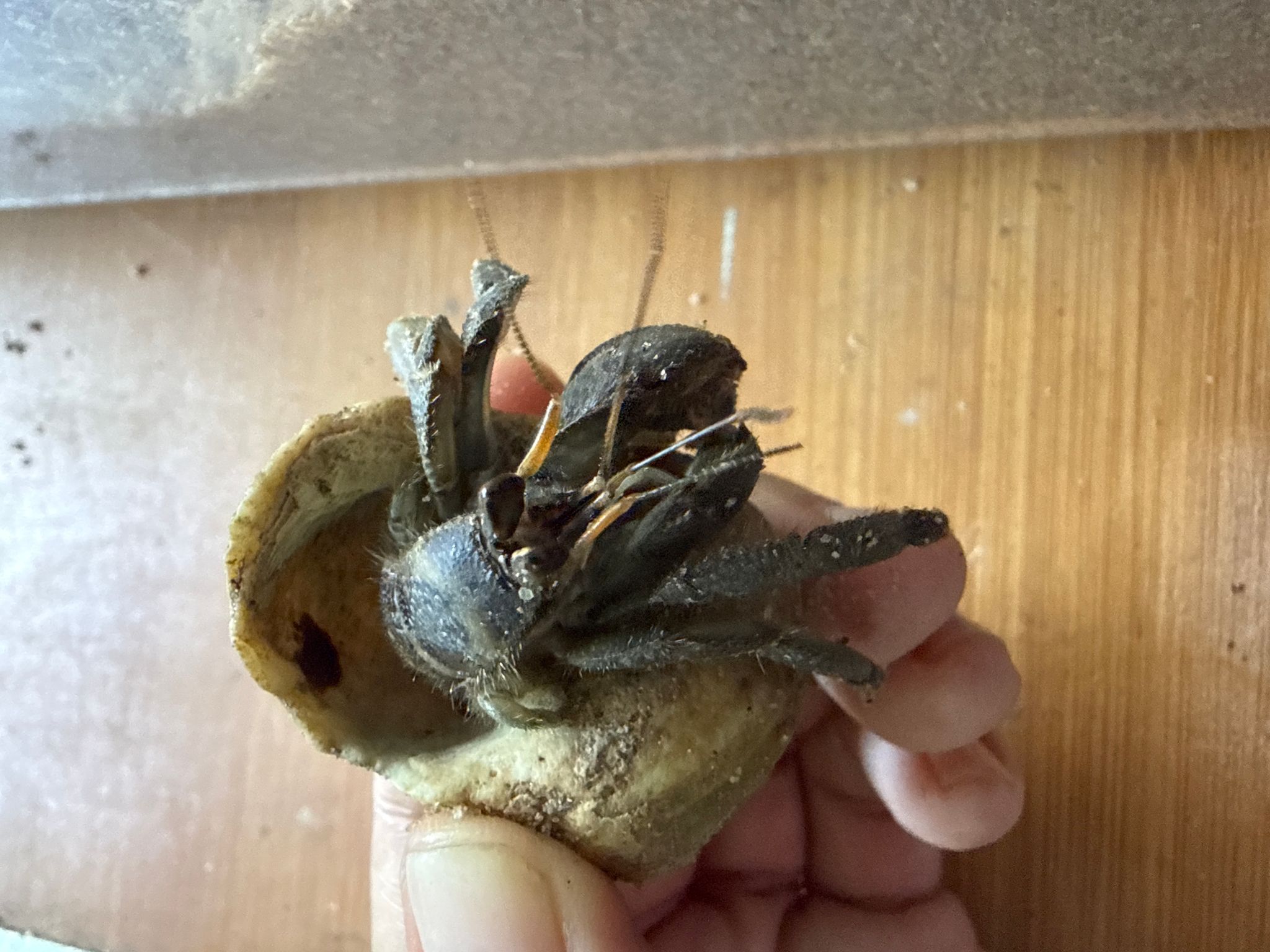 Hermit crab