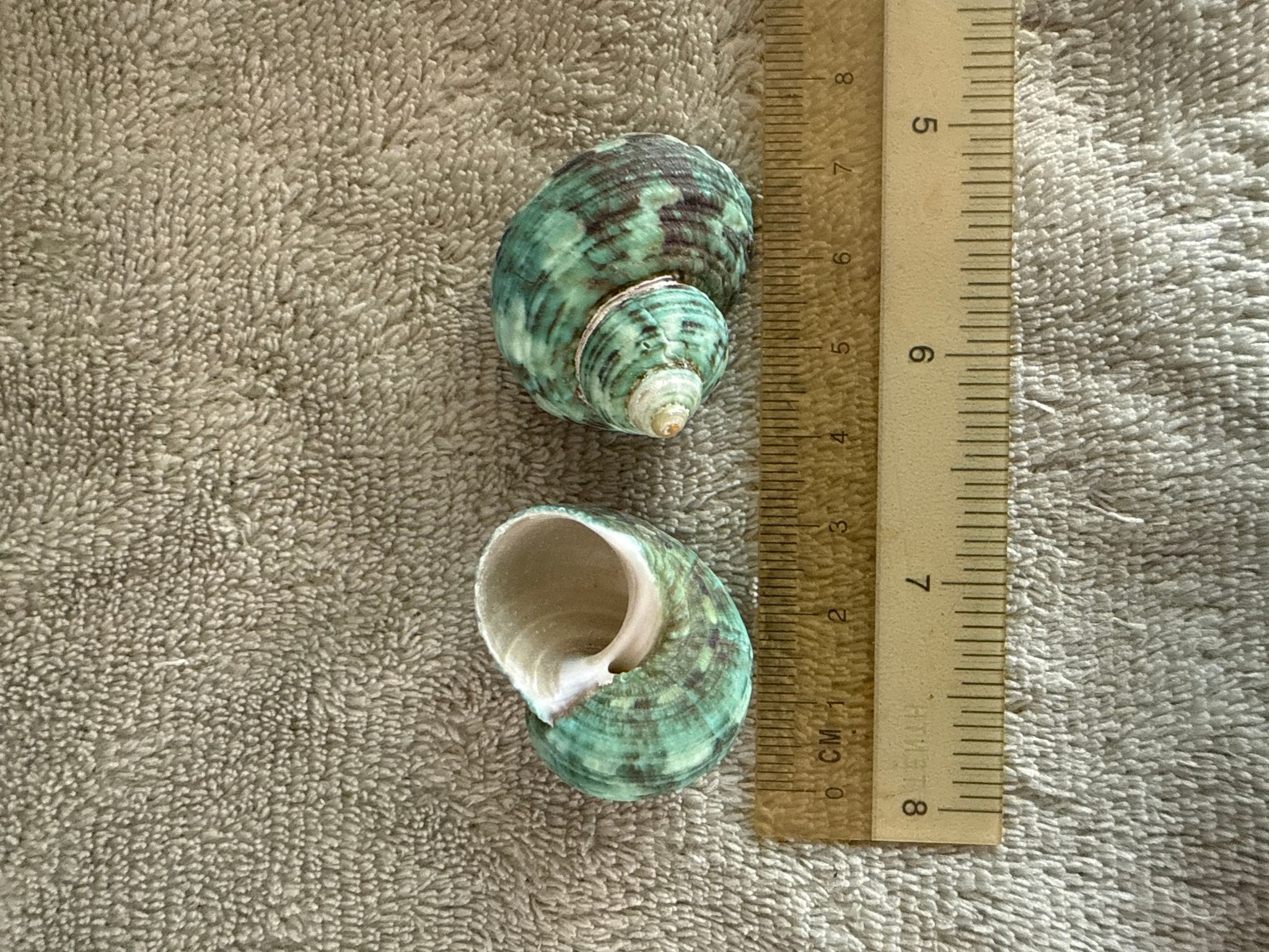 Hermit crab replacement shells (opening 1.5cm roughly)(Emerald green)