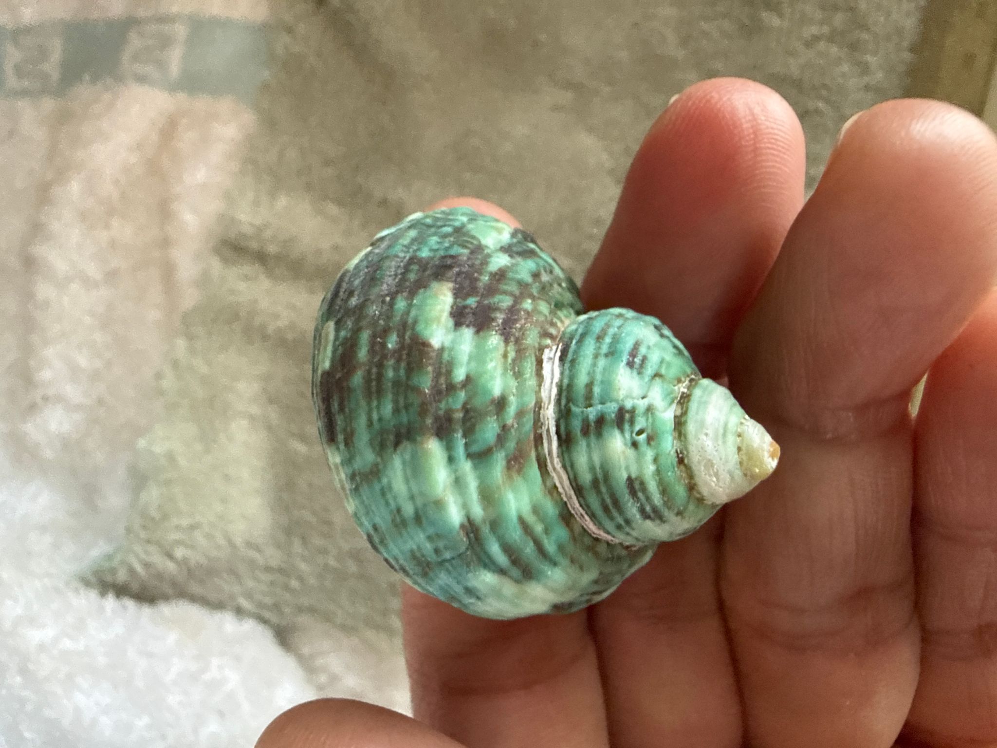 Hermit crab replacement shells (opening 1.5cm roughly)(Emerald green)