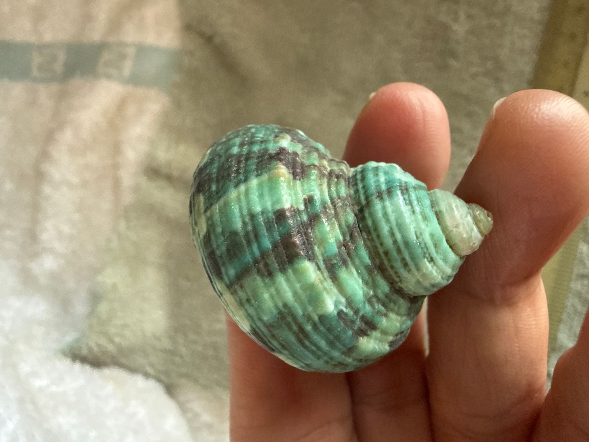 Hermit crab replacement shells (opening 1.5cm roughly)(Emerald green)