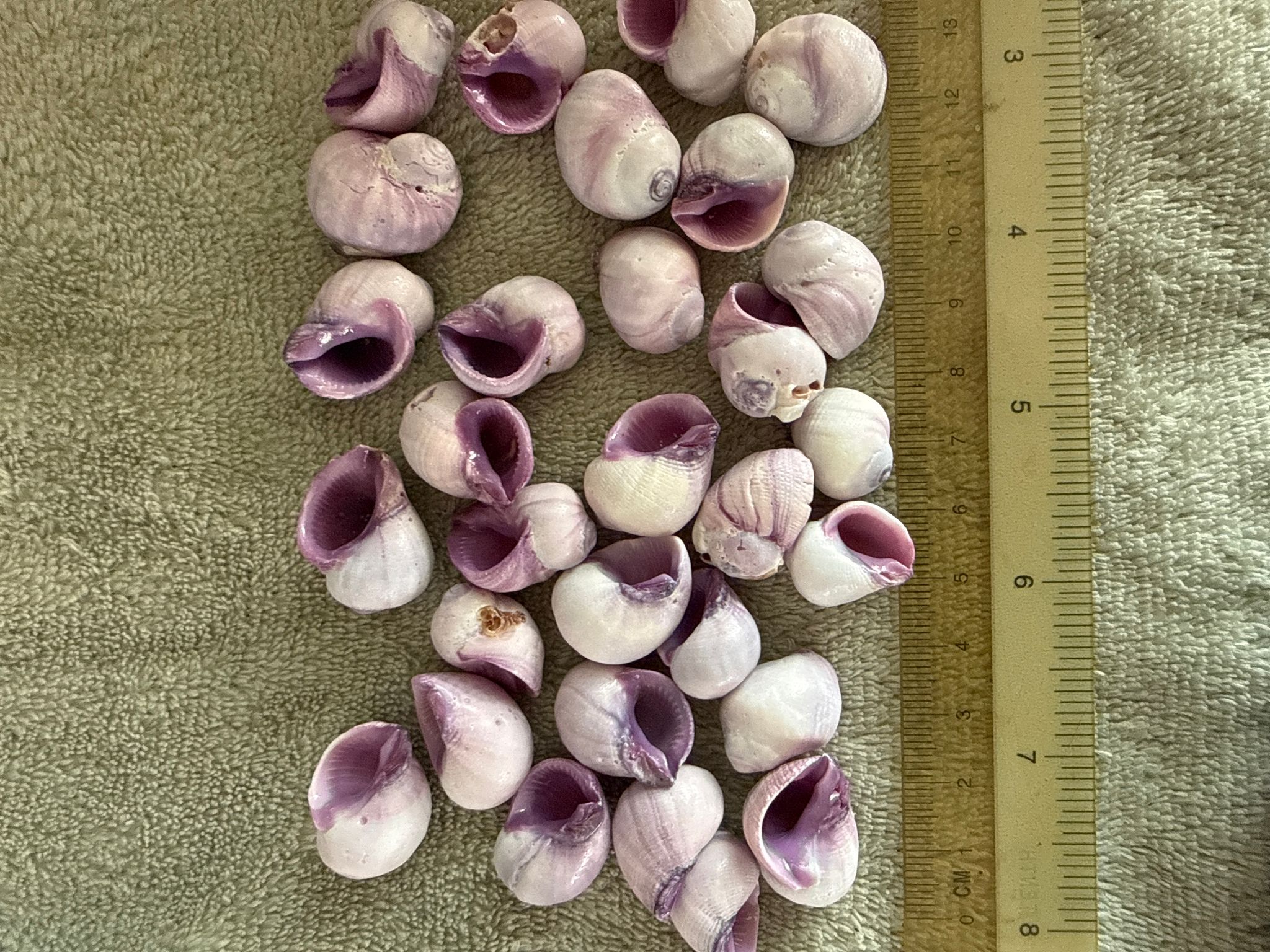Hermit crab replacement shells (opening 1cm 1.1cm 1.2cm roughly)