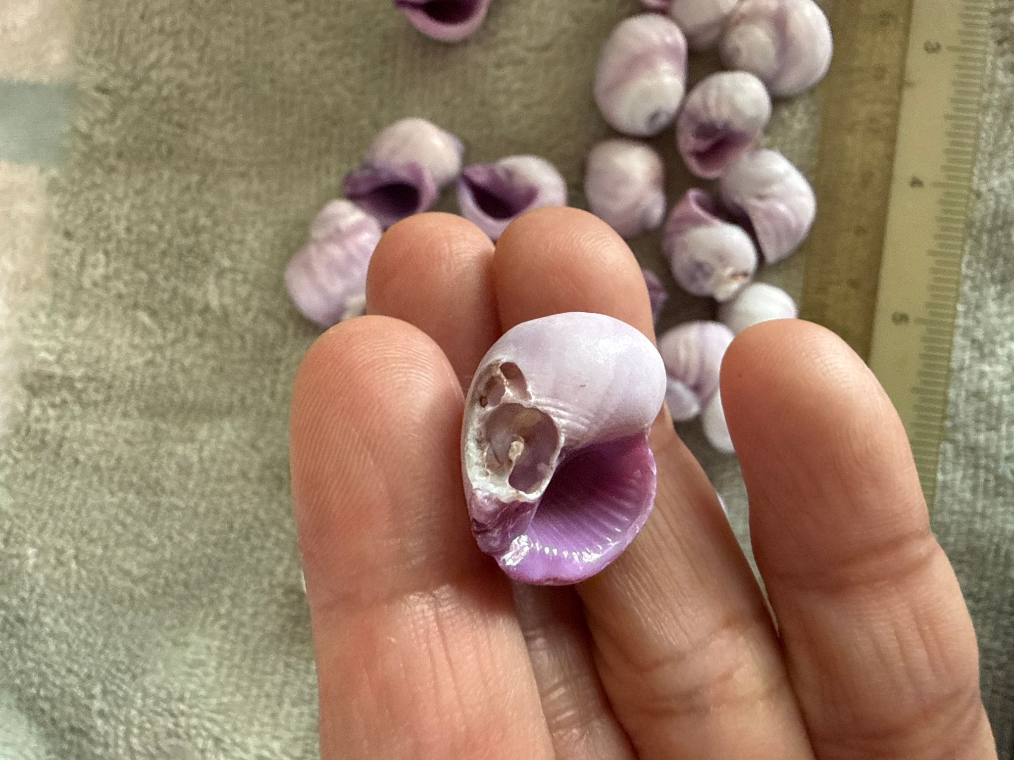 Hermit crab replacement shells (opening 1cm 1.1cm 1.2cm roughly)