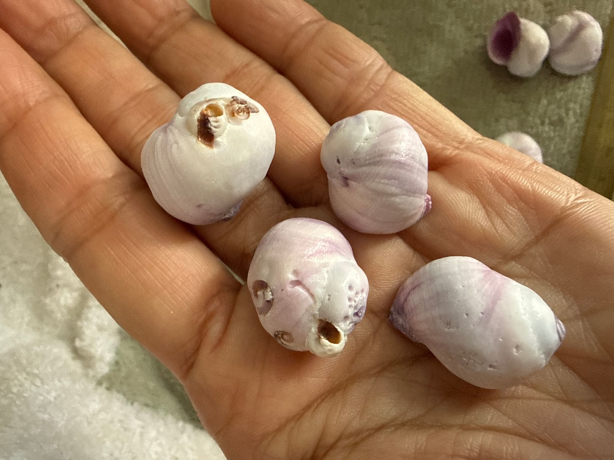 Hermit crab replacement shells (opening 1cm 1.1cm 1.2cm roughly)