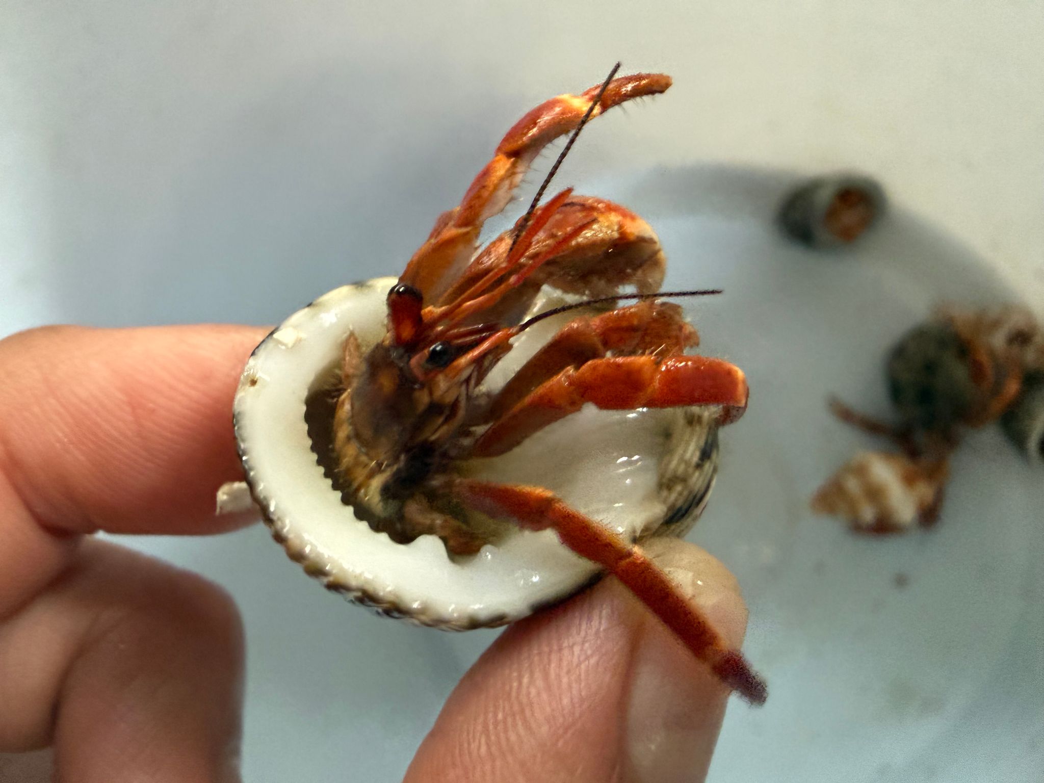 Hermit crab strawberry