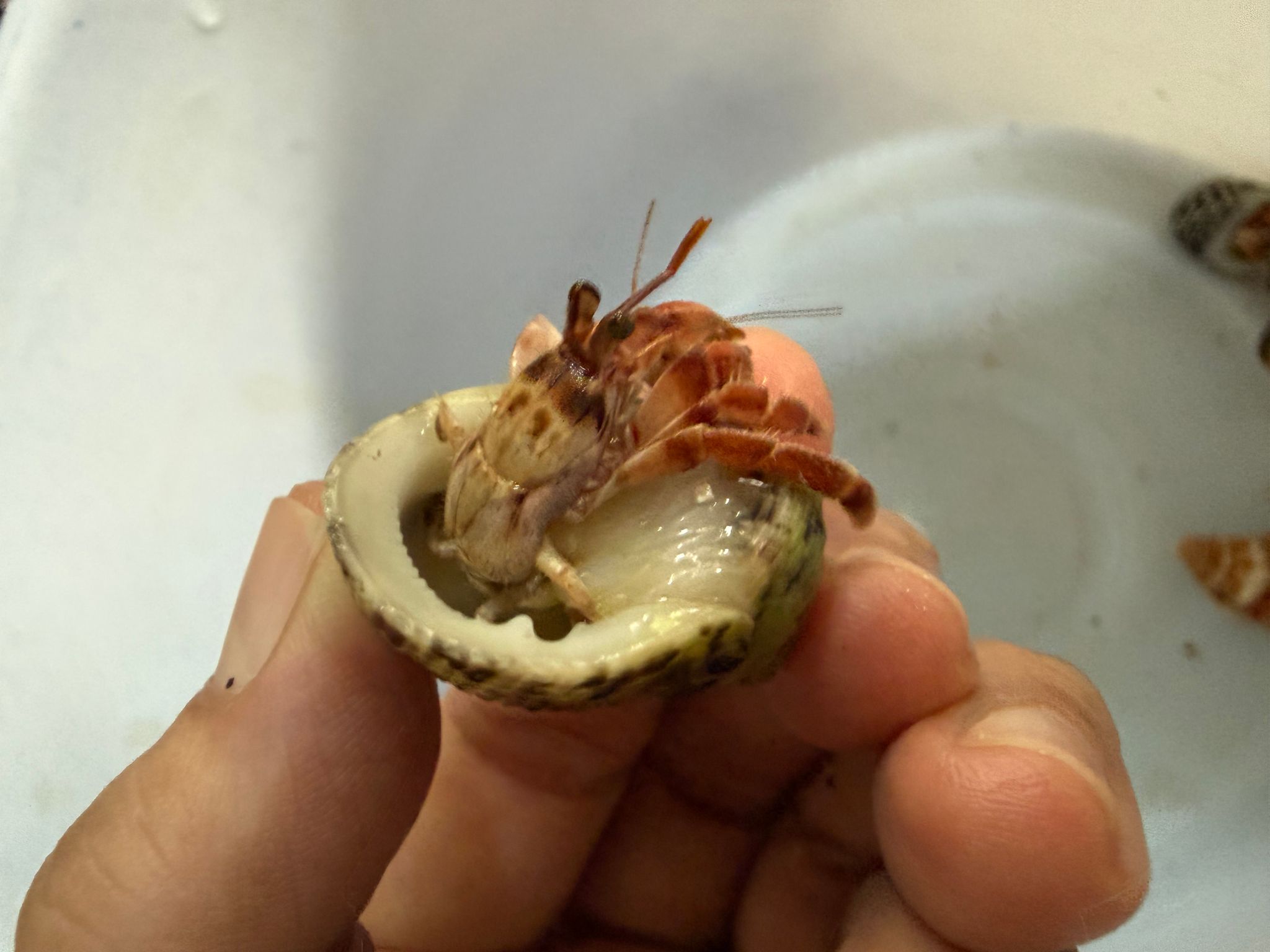 Hermit crab strawberry