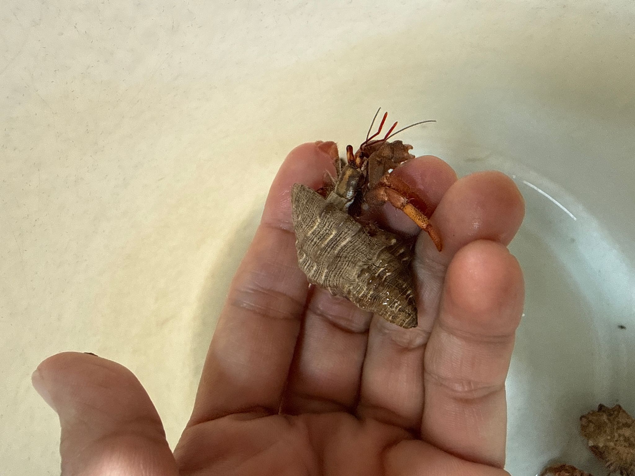 Hermit crab strawberry