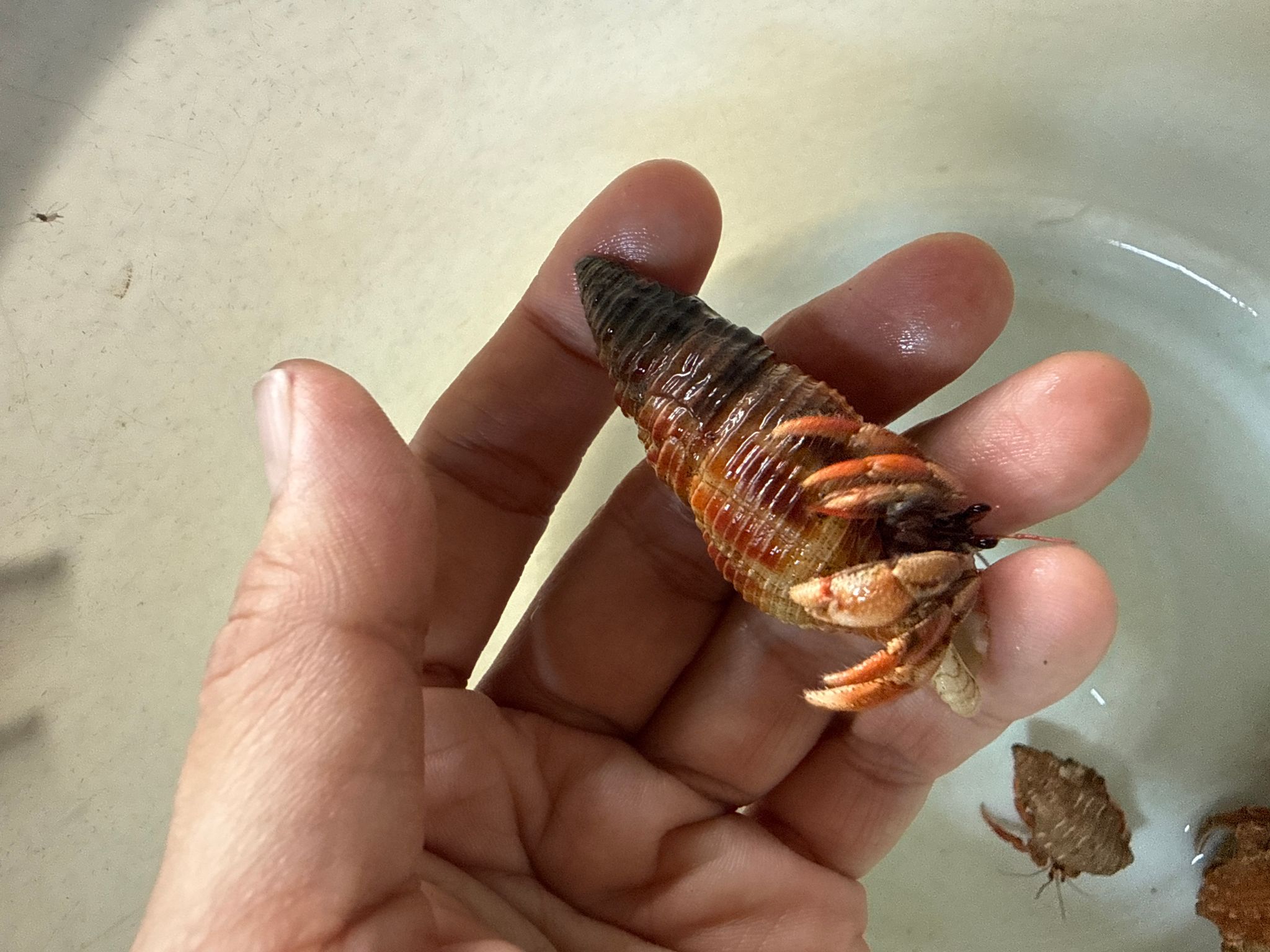 Hermit crab strawberry
