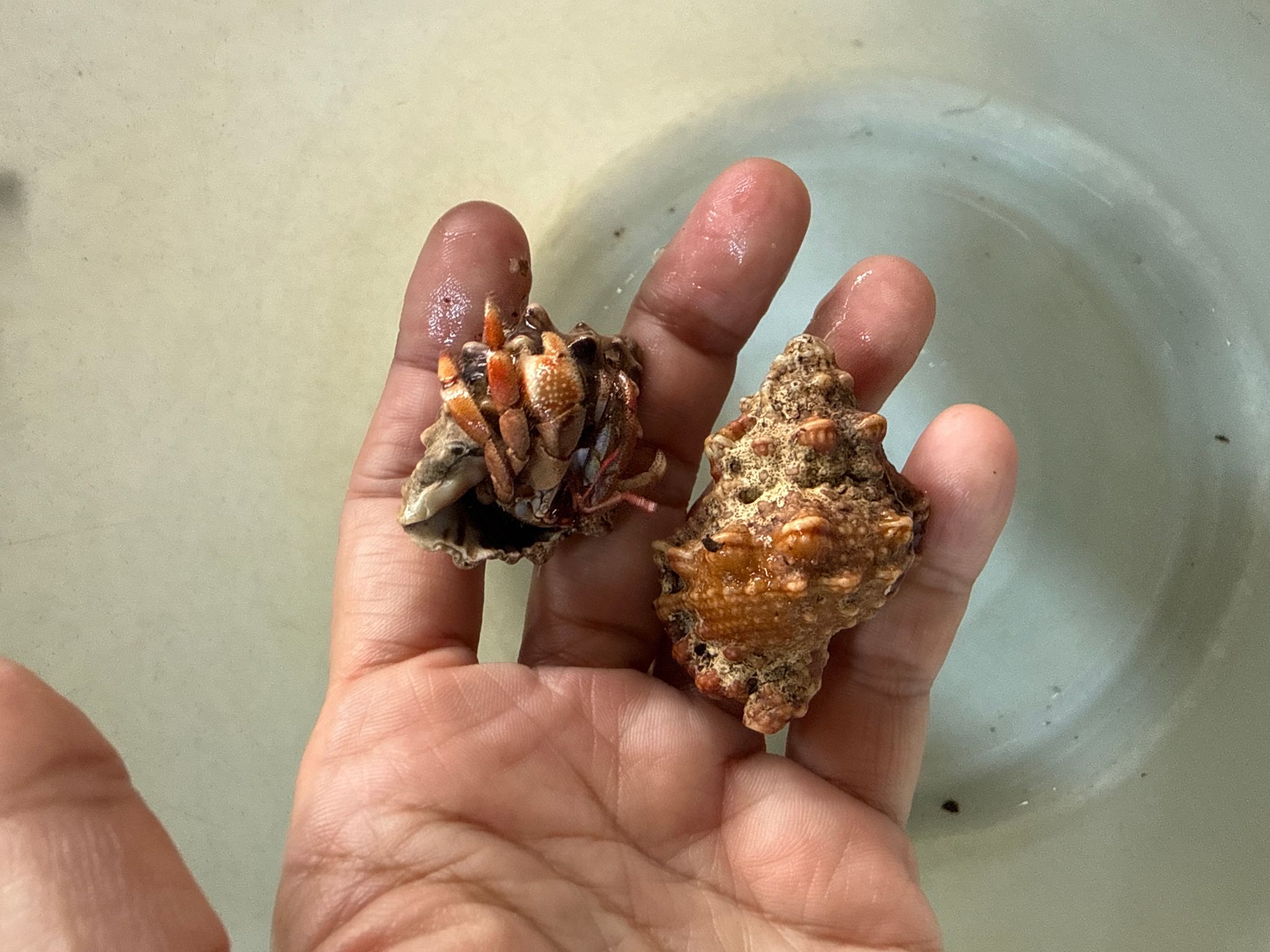 Hermit crab strawberry