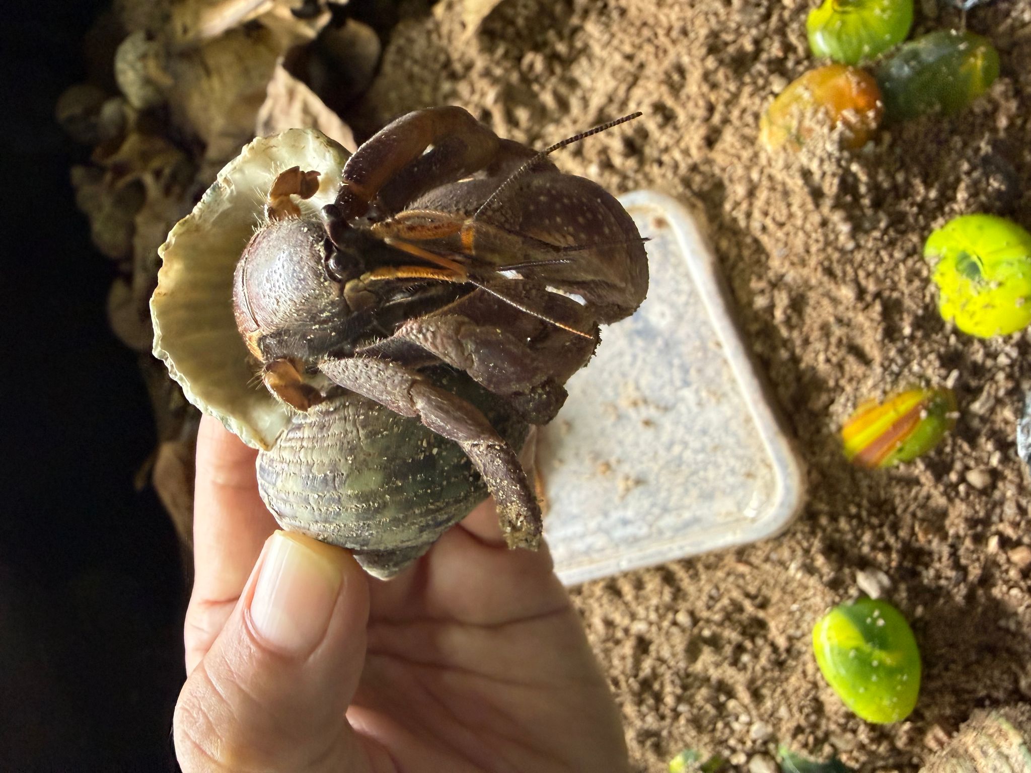 Hermit crab