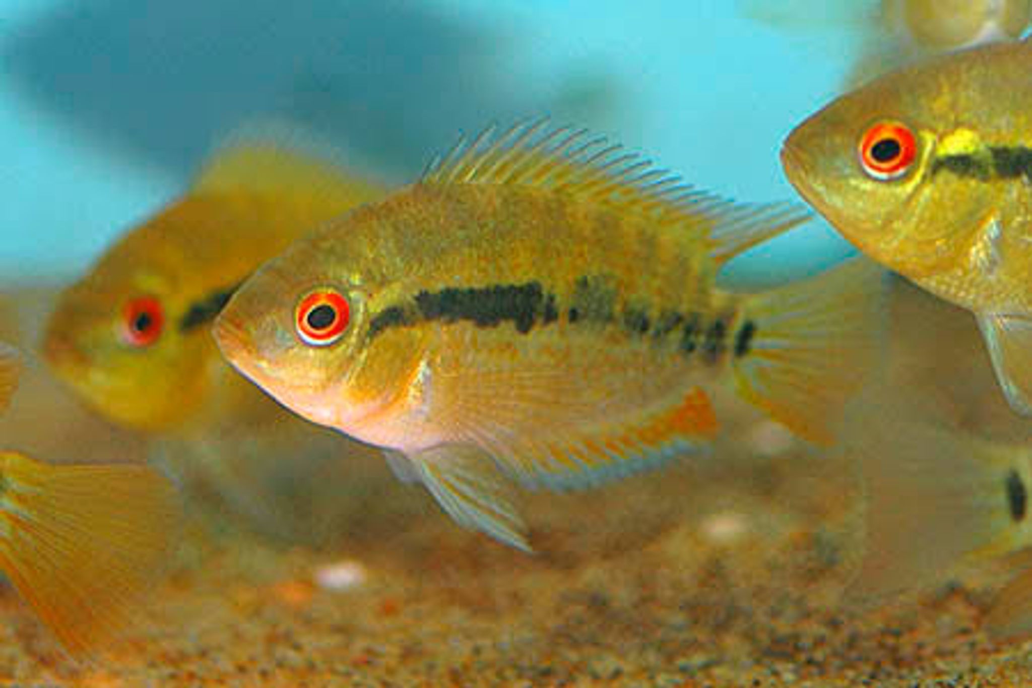 Herotilapia Multispinosa / Rainbow Cichlid