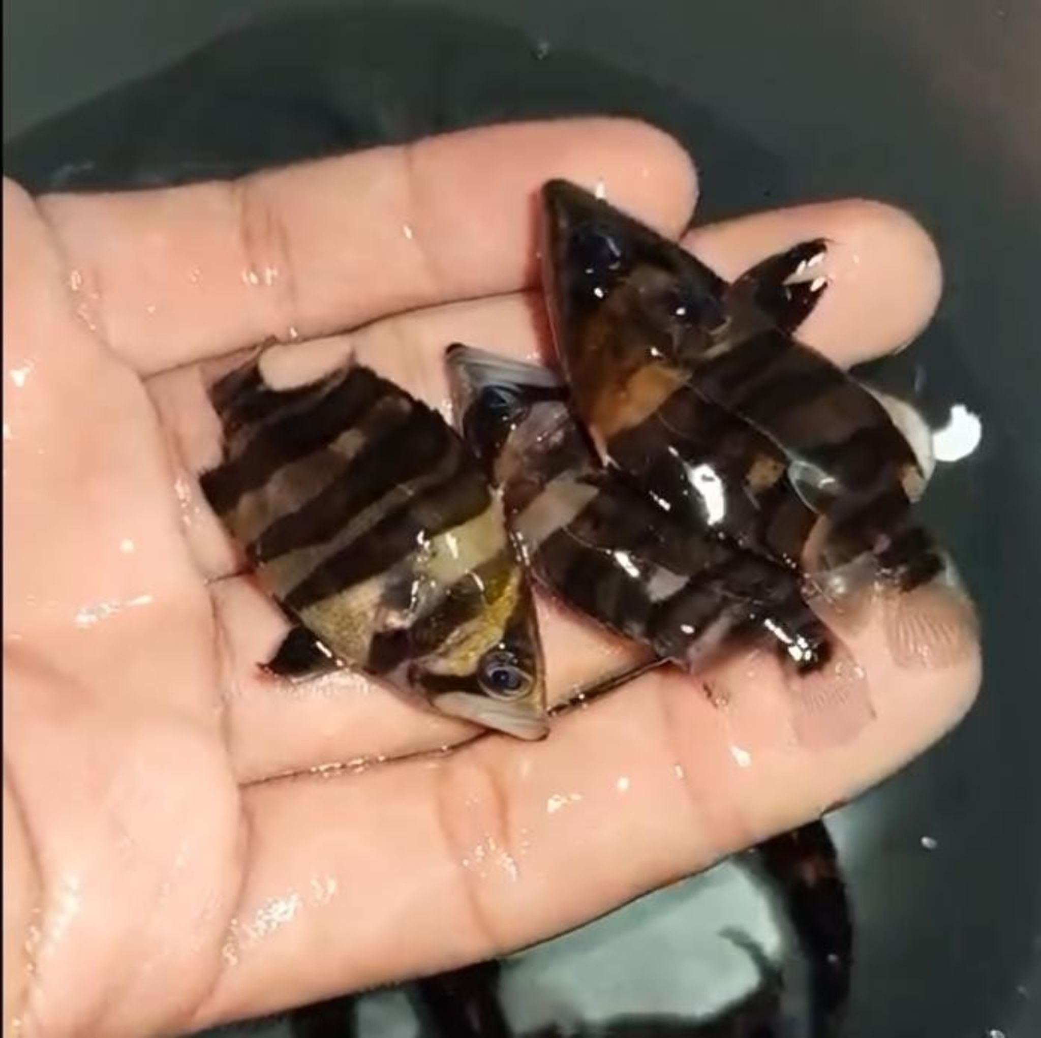 High Grade FbFn (All bar connected) Tiger Datnoide