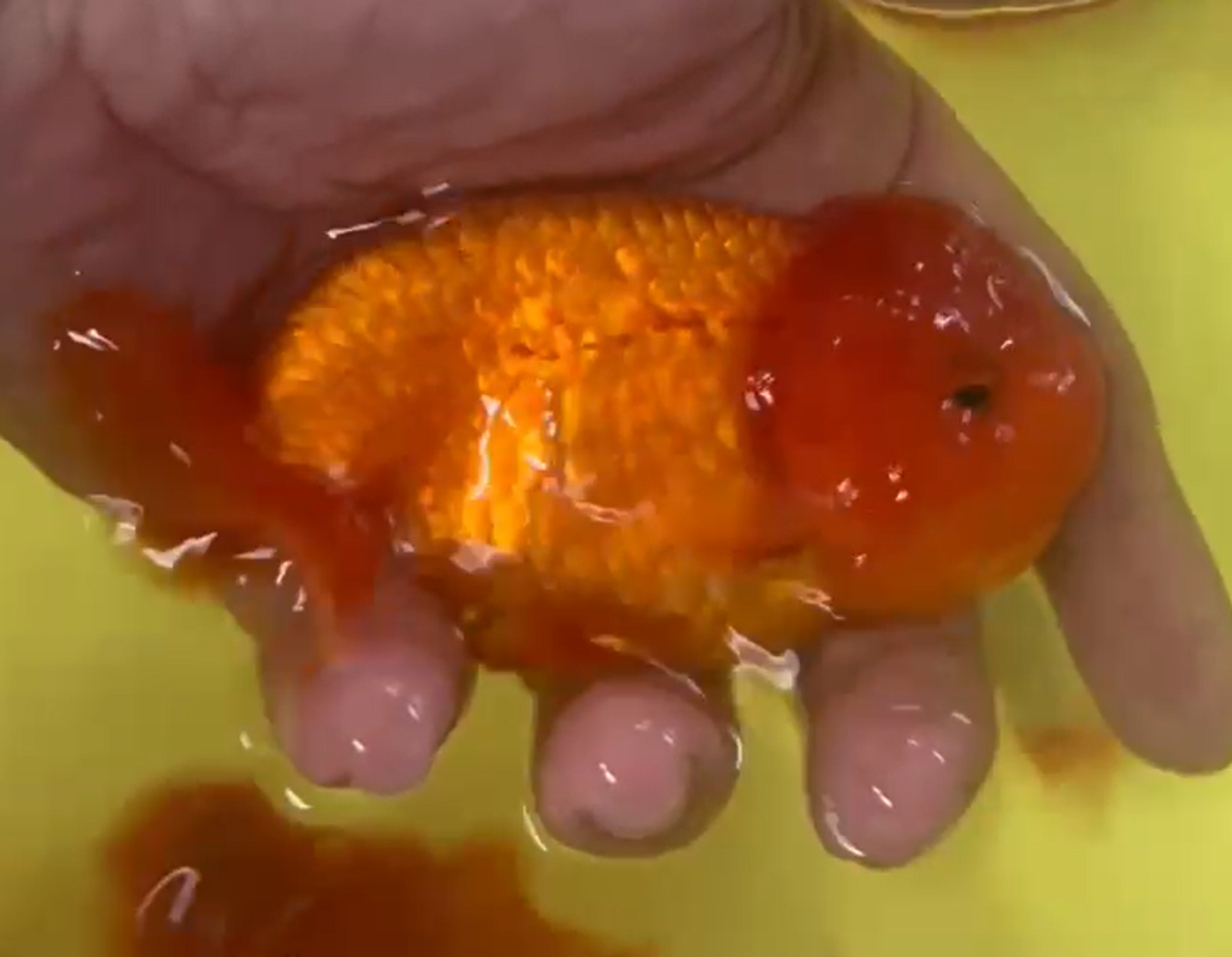 High grade Hybrid Ranchu