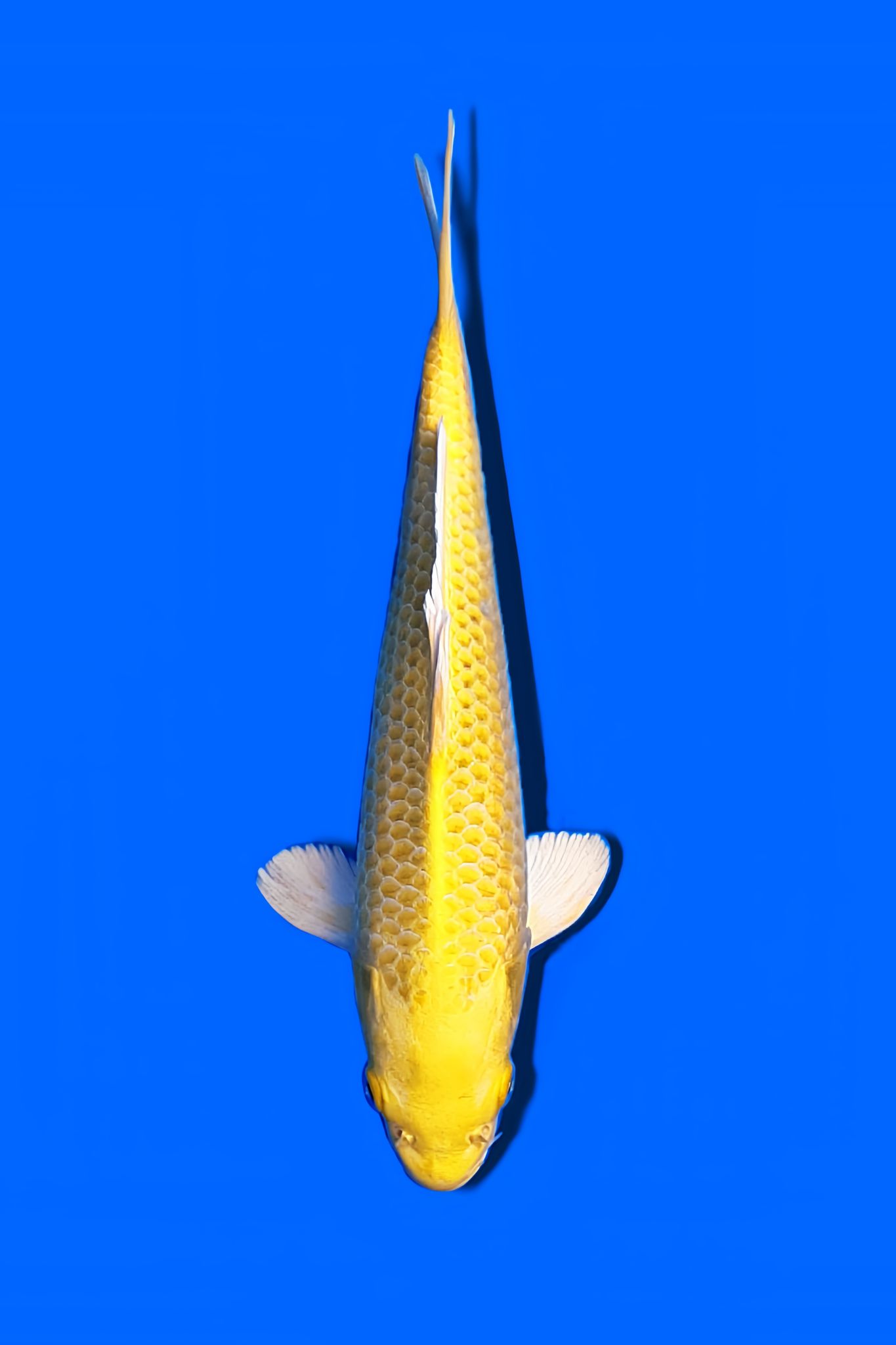 Hikari Ogon Koi